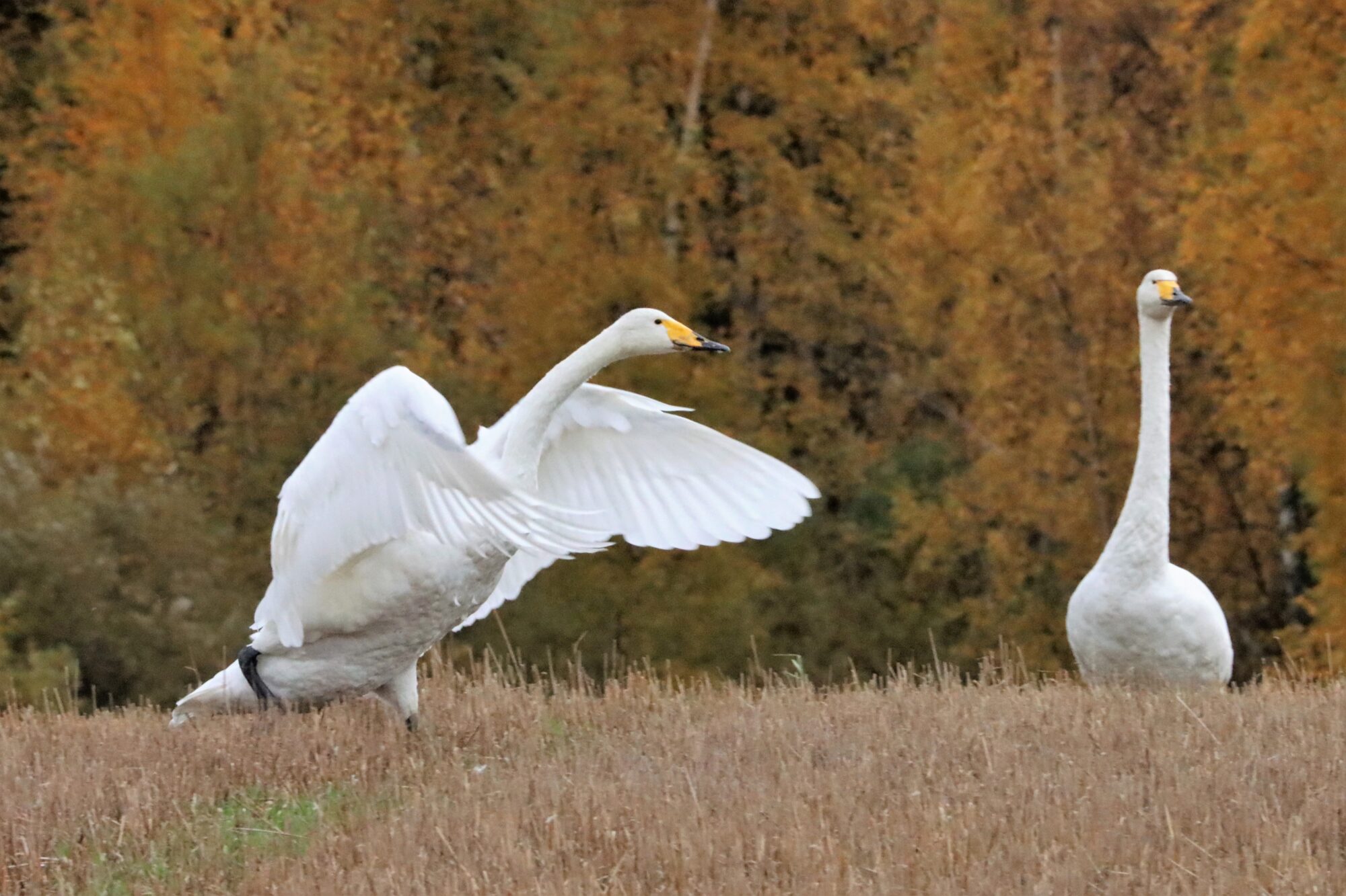 Valokuvaaja: Irja Lehtinen