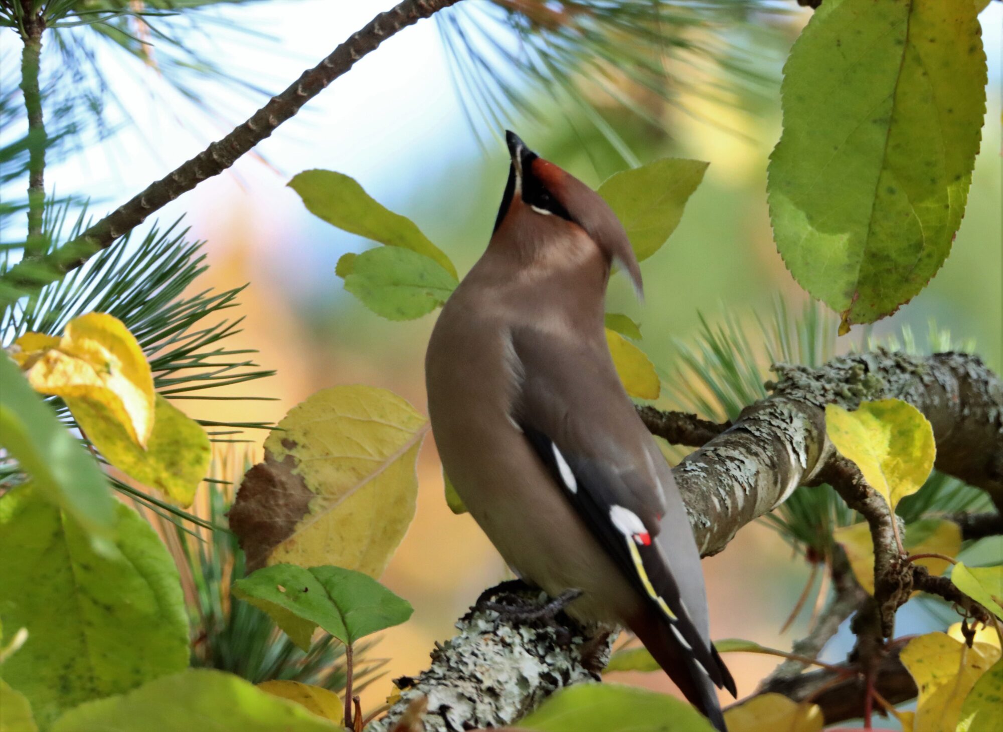 Valokuvaaja: Irja Lehtinen