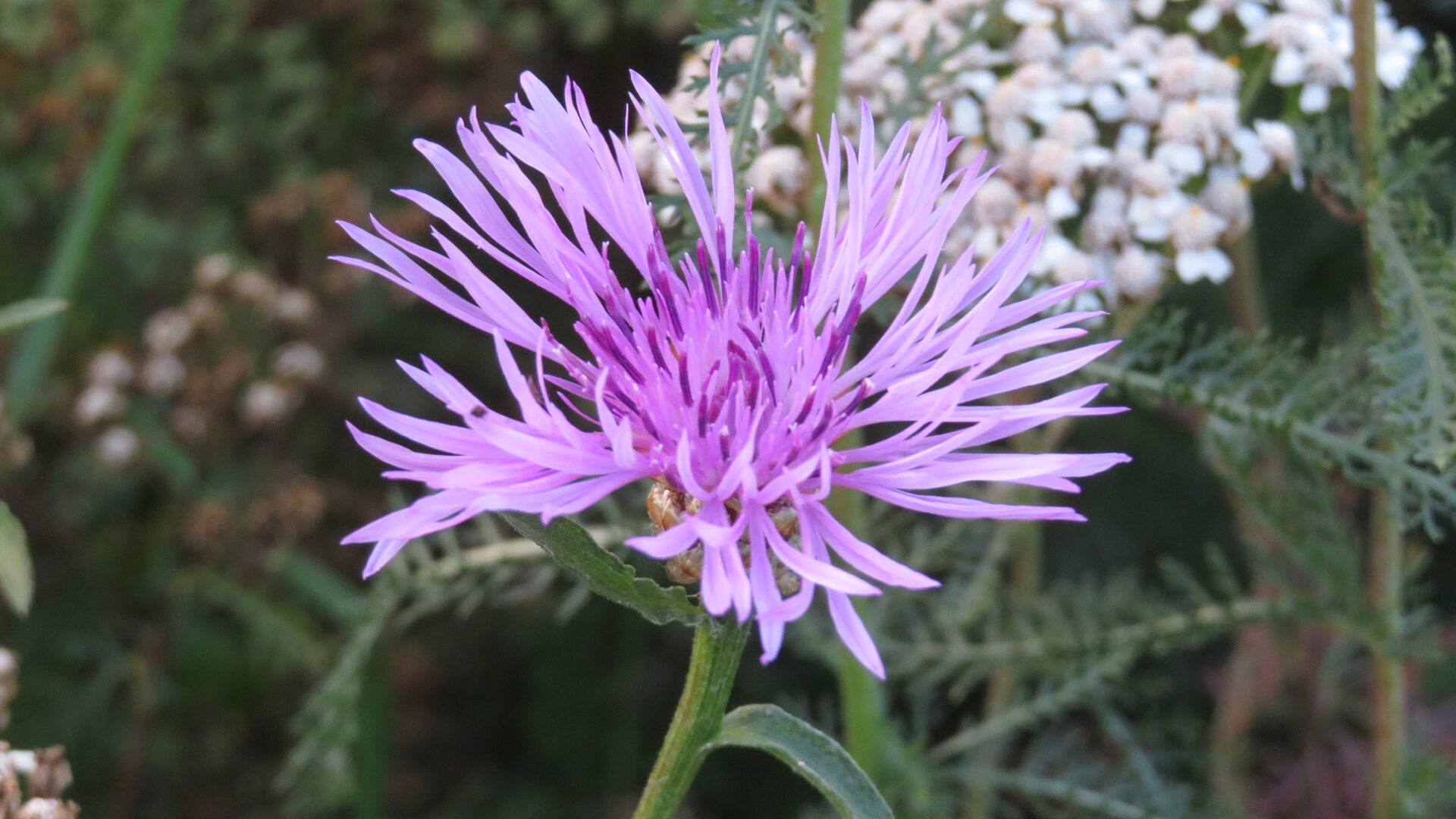 Valokuvaaja: Risto Kangassalo