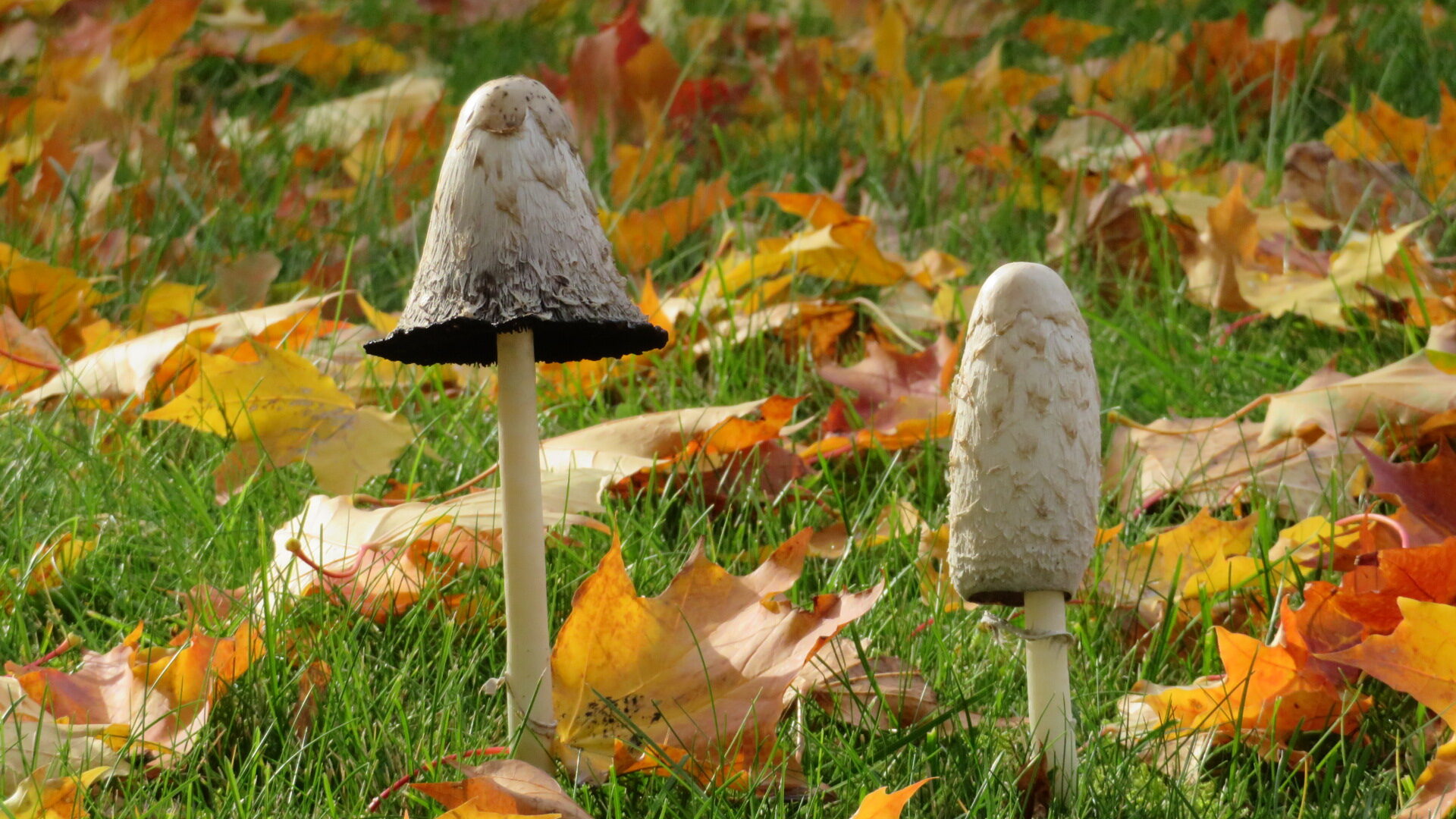 Valokuvaaja: Risto Kangassalo