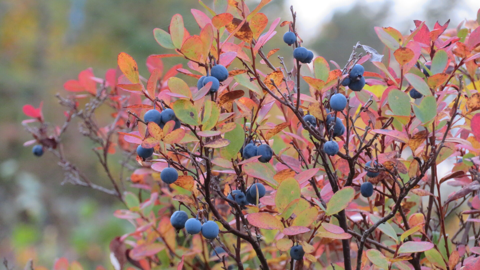 Valokuvaaja: Risto Kangassalo