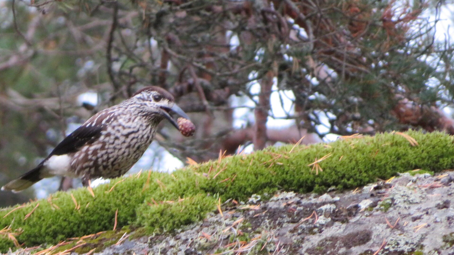 Valokuvaaja: Risto Kangassalo