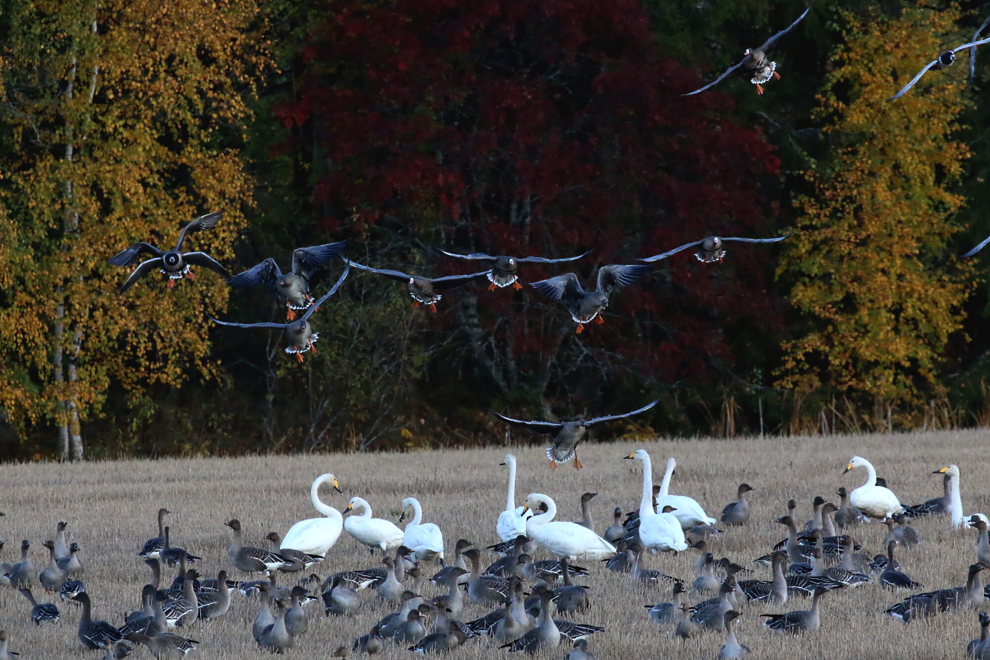 Valokuvaaja: Antero Tykkyläinen