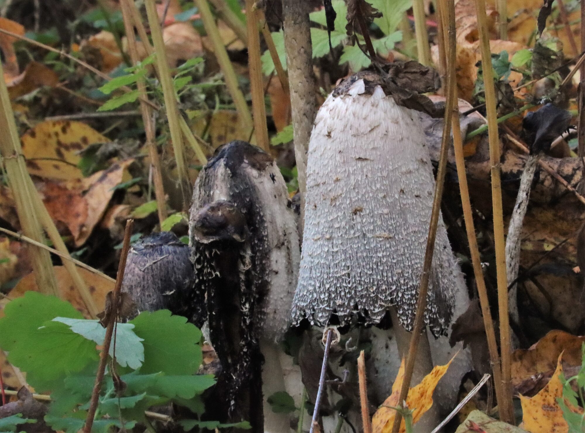 Valokuvaaja: Irja Lehtinen