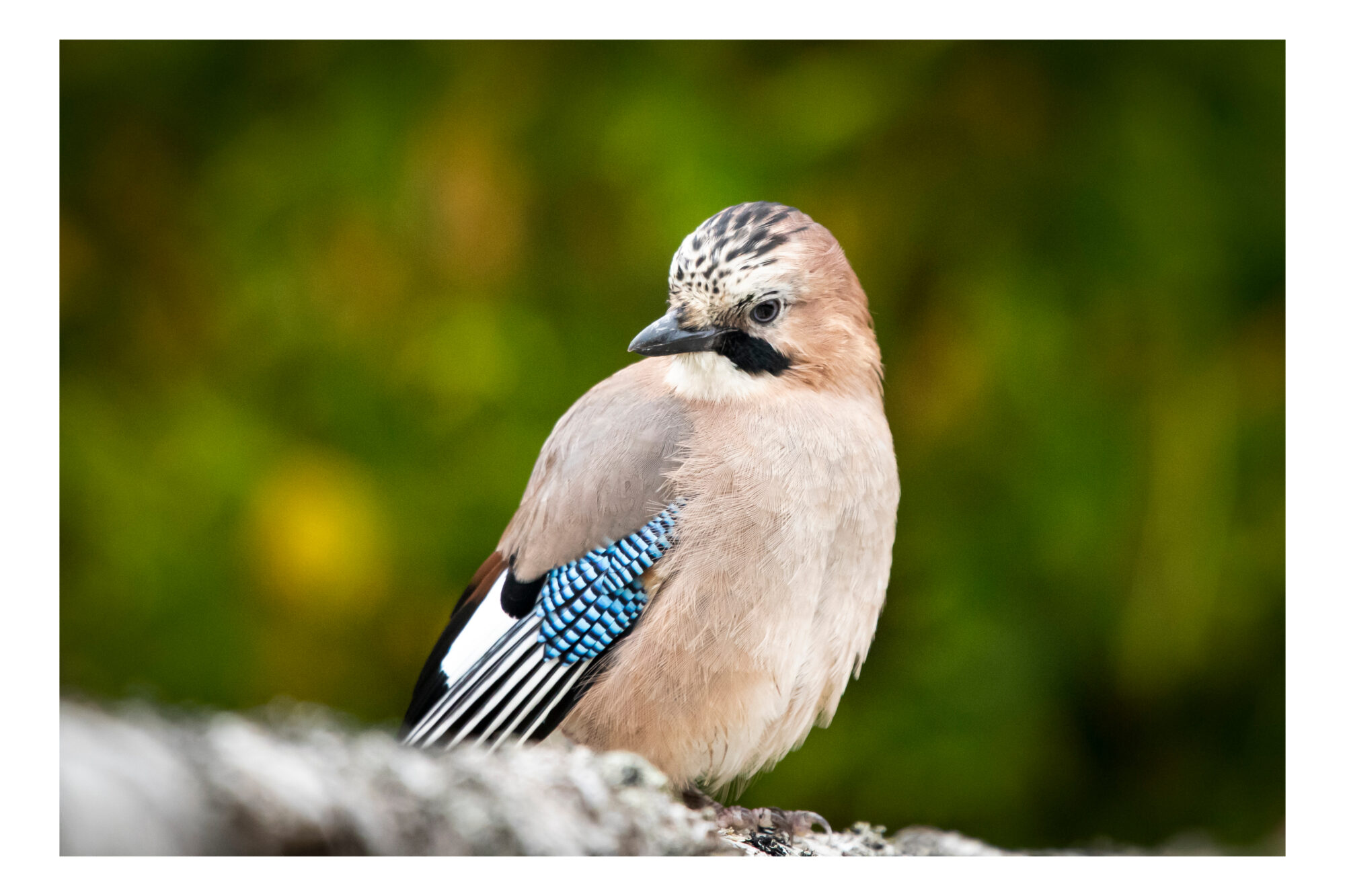 Valokuvaaja: Nadja Rajaniemi