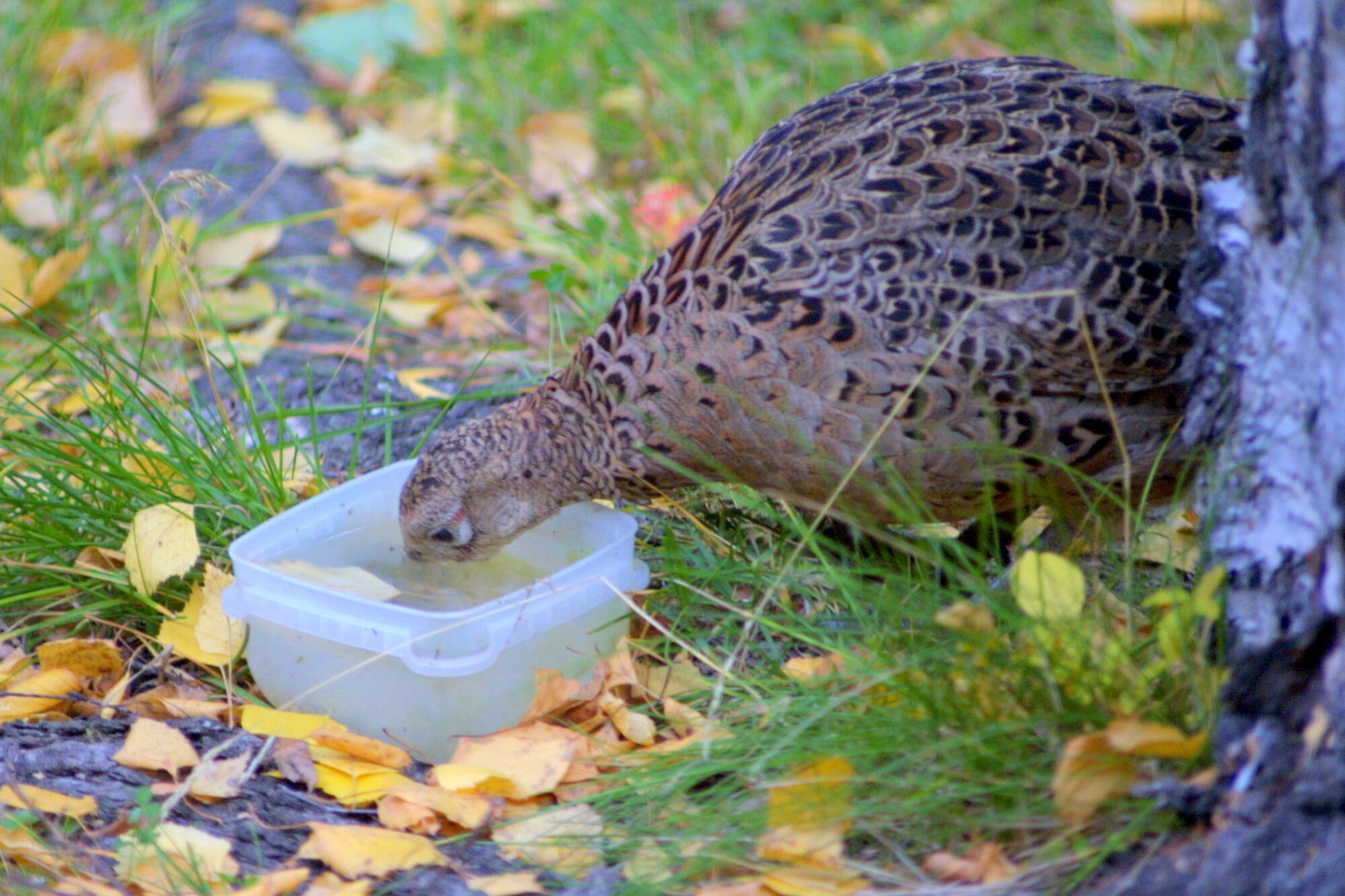 Valokuvaaja: Kaarlo Asikainen