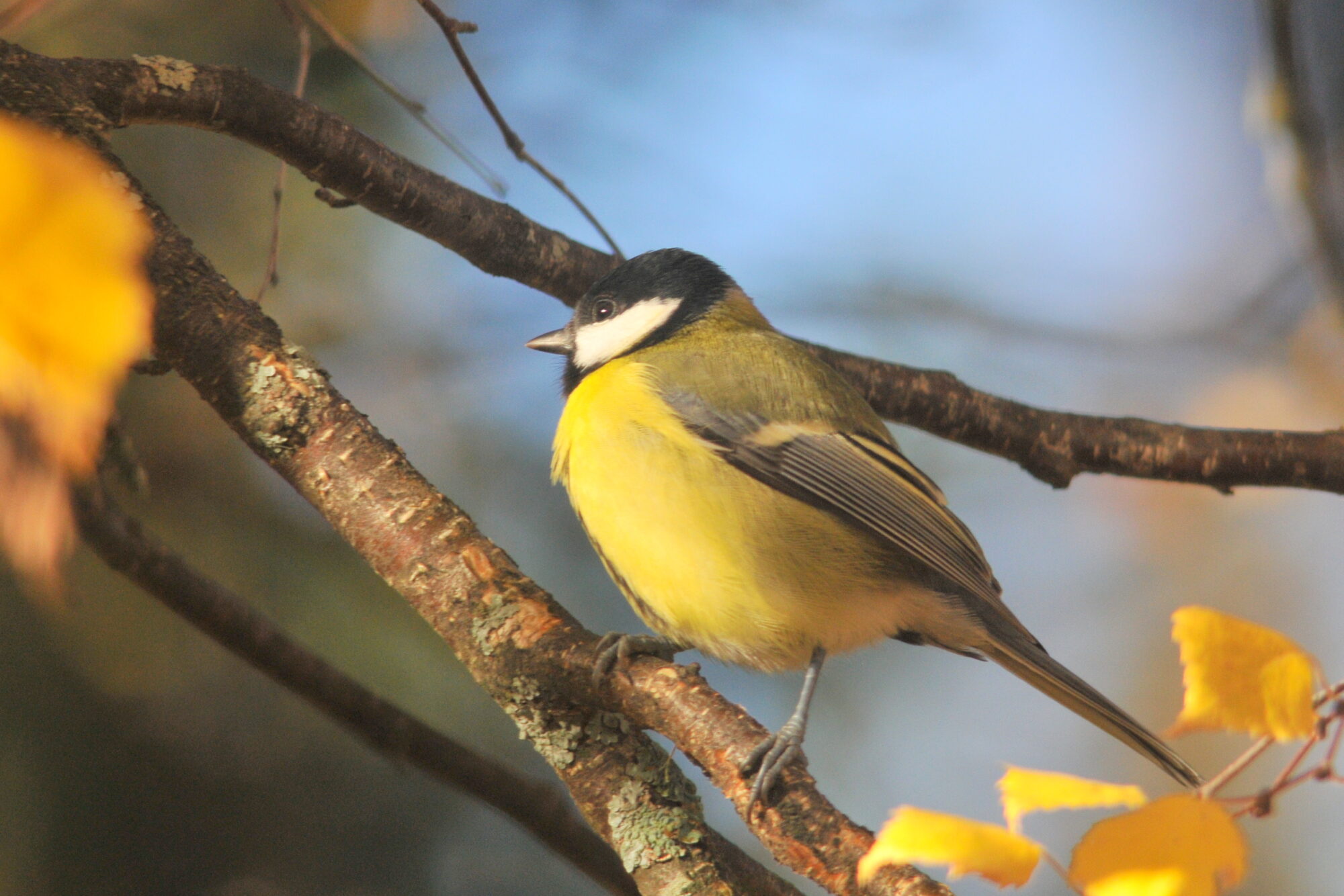 Valokuvaaja: Kaarlo Asikainen
