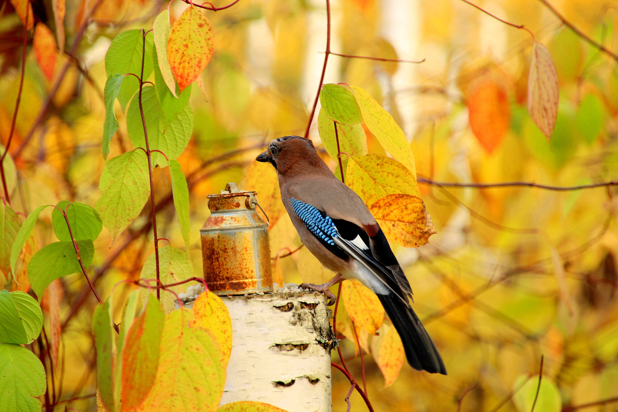 Valokuvaaja: sirpa Jyske