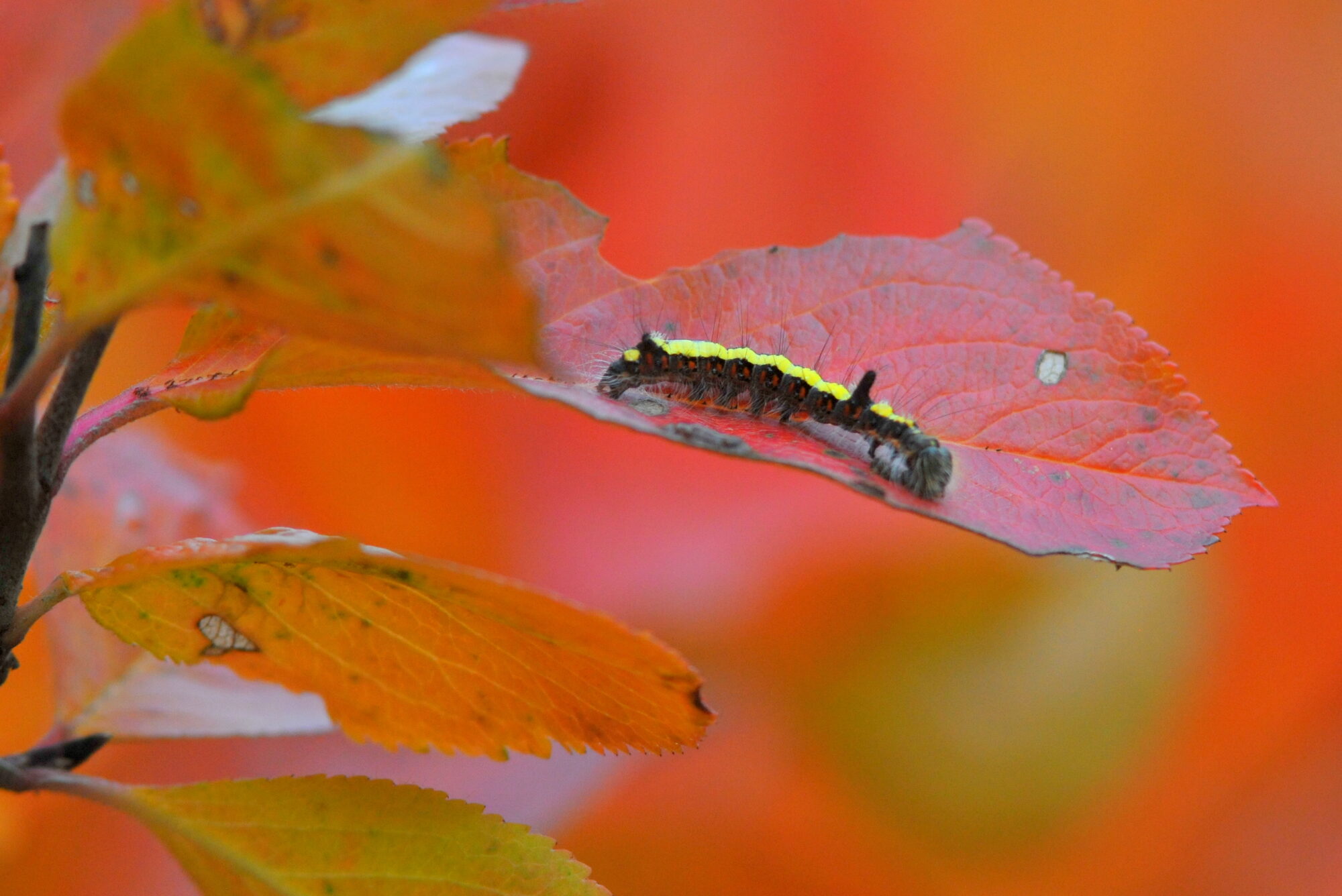 Valokuvaaja: Kaarlo Asikainen