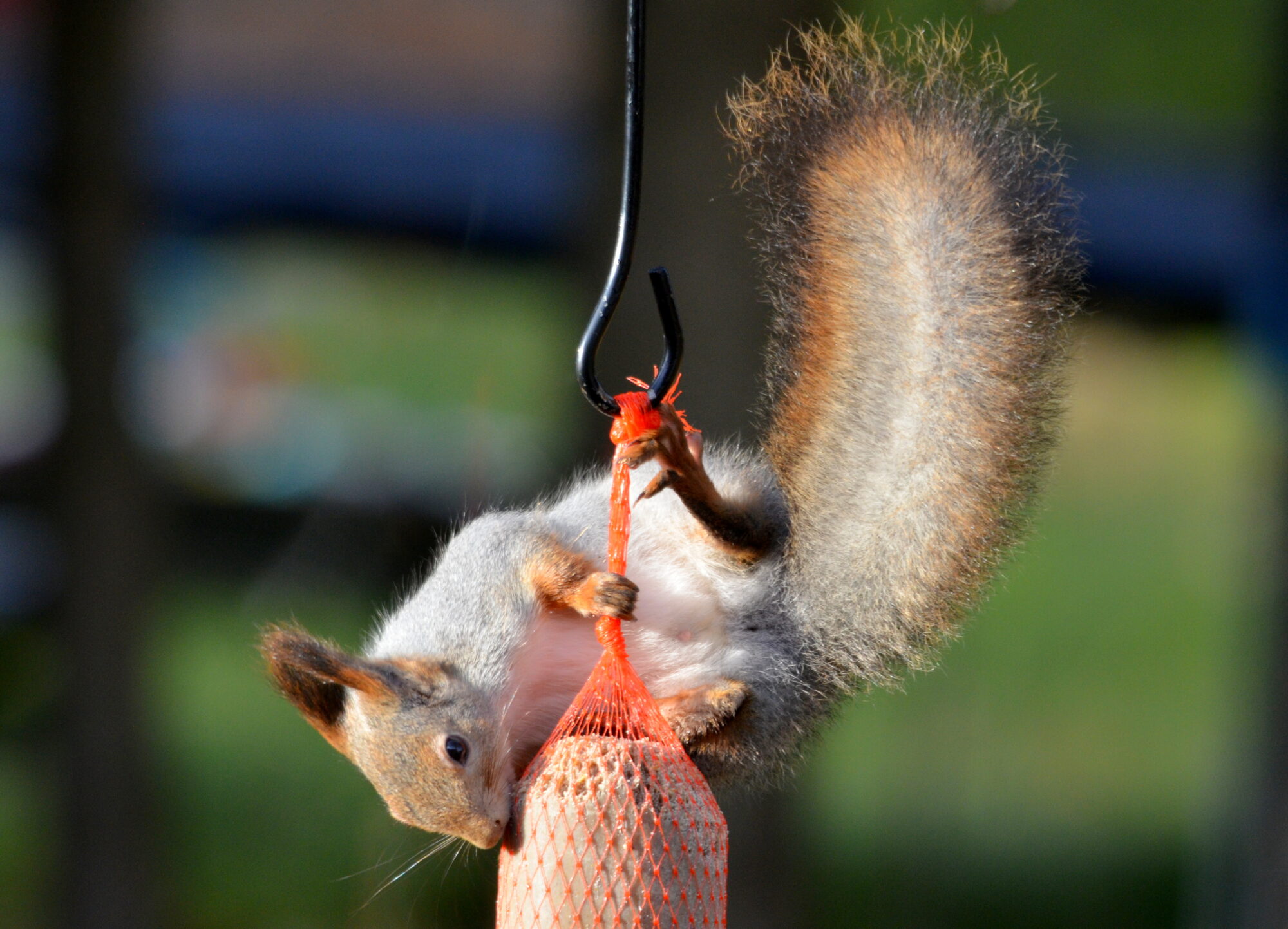 Valokuvaaja: Kaarlo Asikainen Valokuvaaja: Kaarlo Asikainen