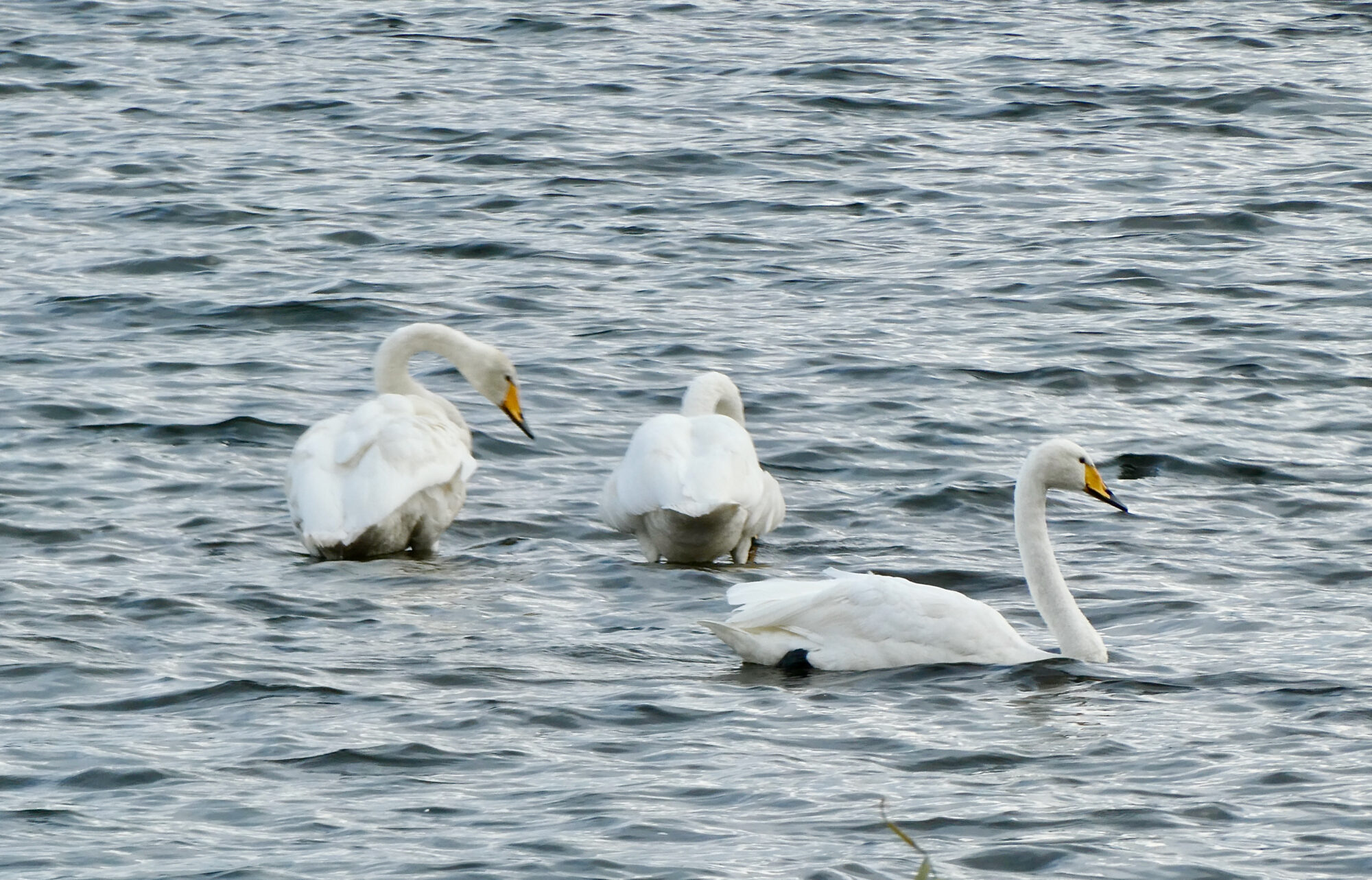 Valokuvaaja: Liisa Niiva-Korpela