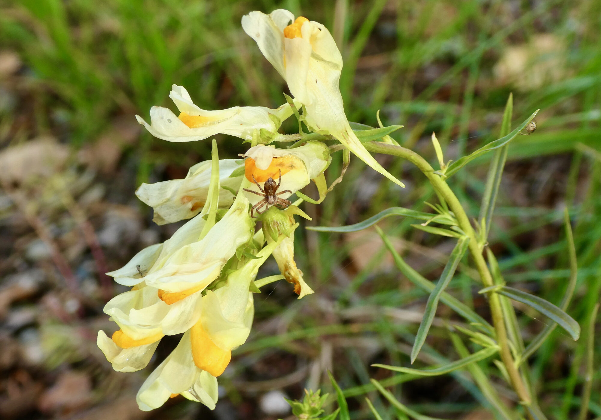 Valokuvaaja: Liisa Niiva-Korpela