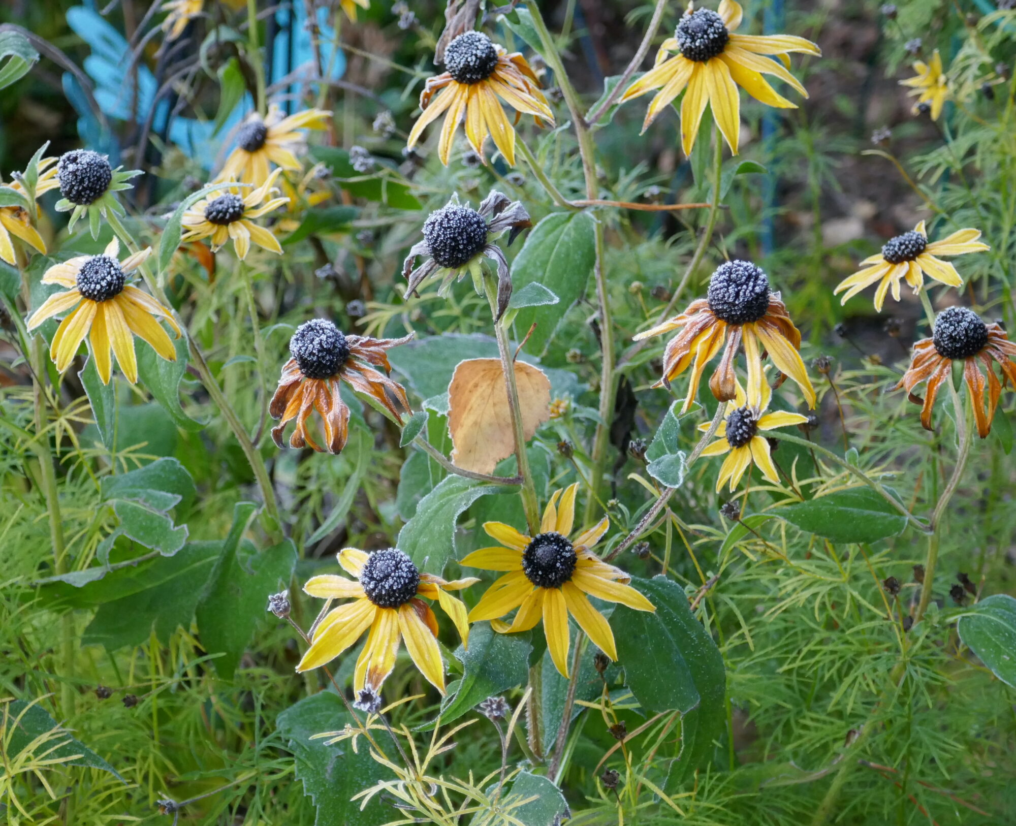 Valokuvaaja: Marjut Ikonen