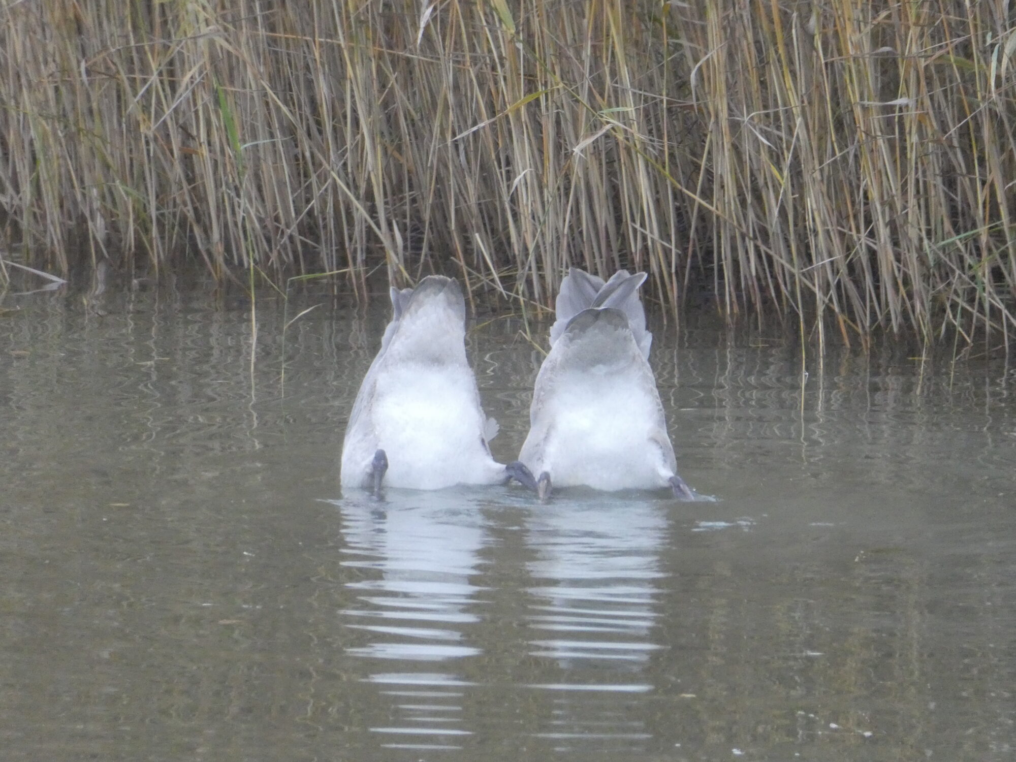 Valokuvaaja: Anja Mustamaa