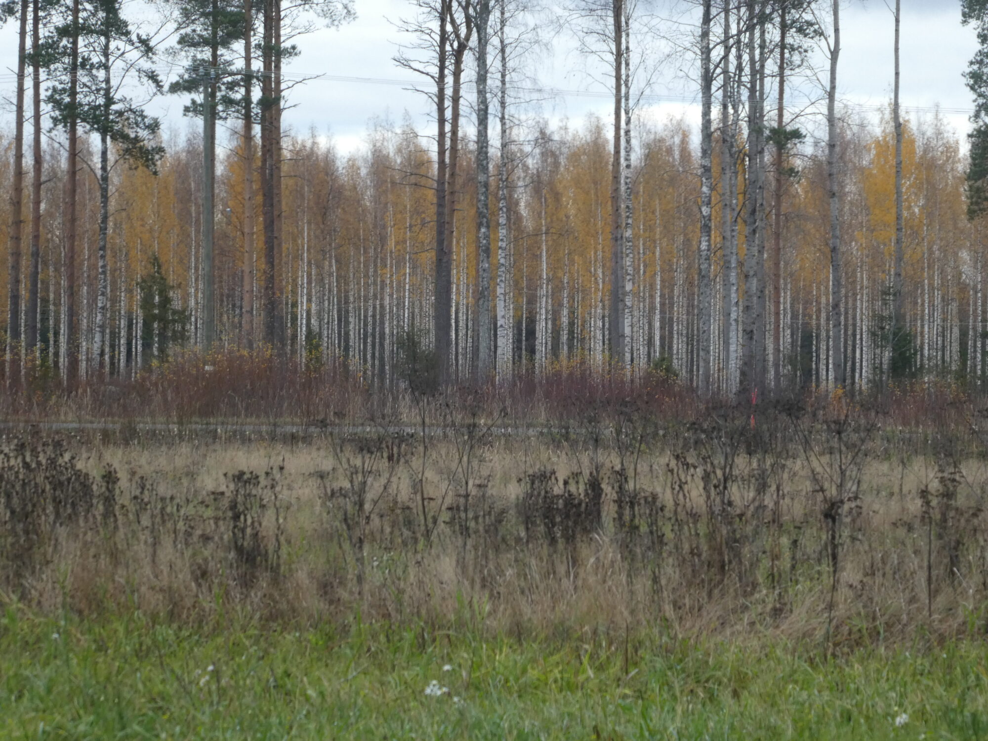 Valokuvaaja: Anja Mustamaa