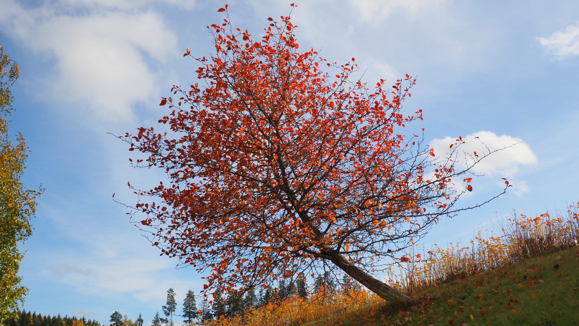 Valokuvaaja: Arja Valtonen