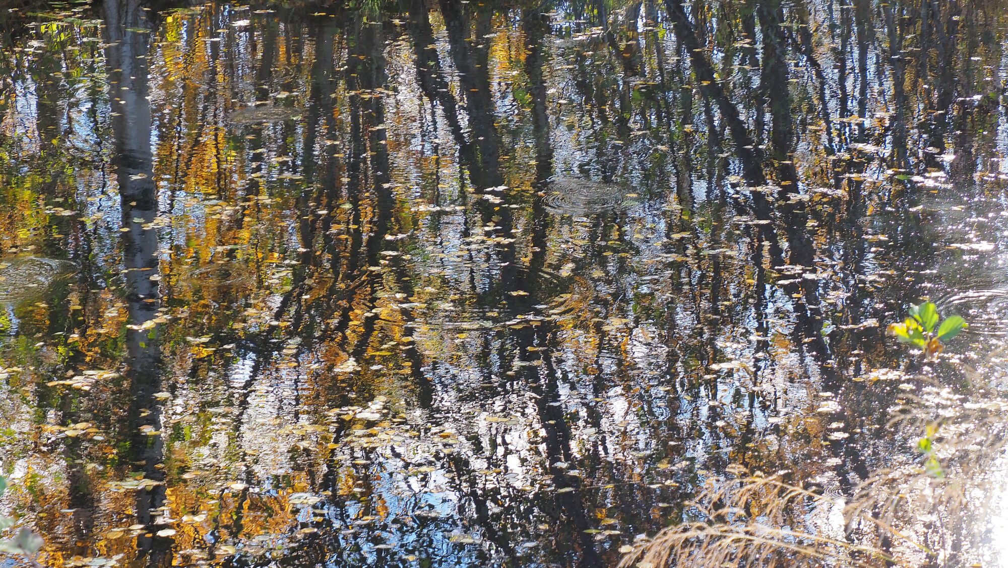 Valokuvaaja: Arja Valtonen