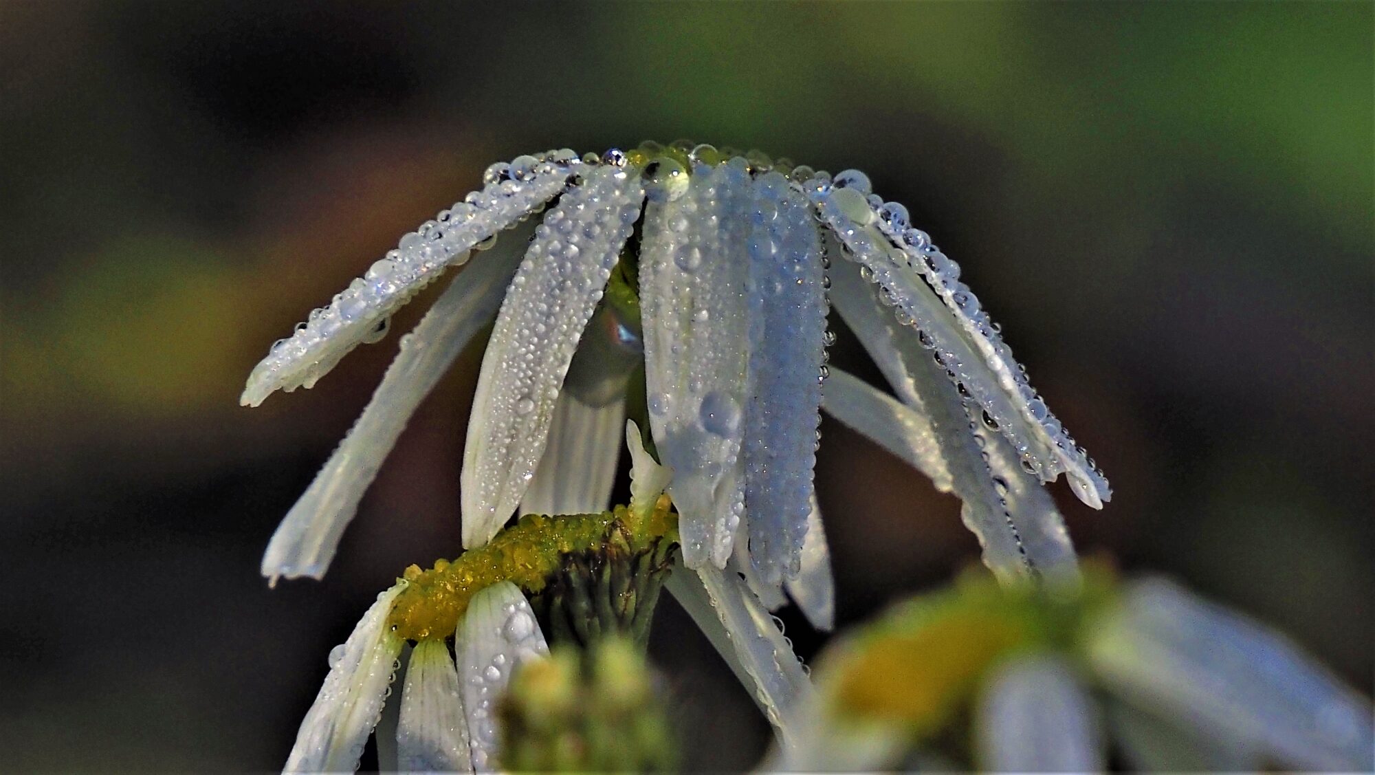 Valokuvaaja: Arja Valtonen