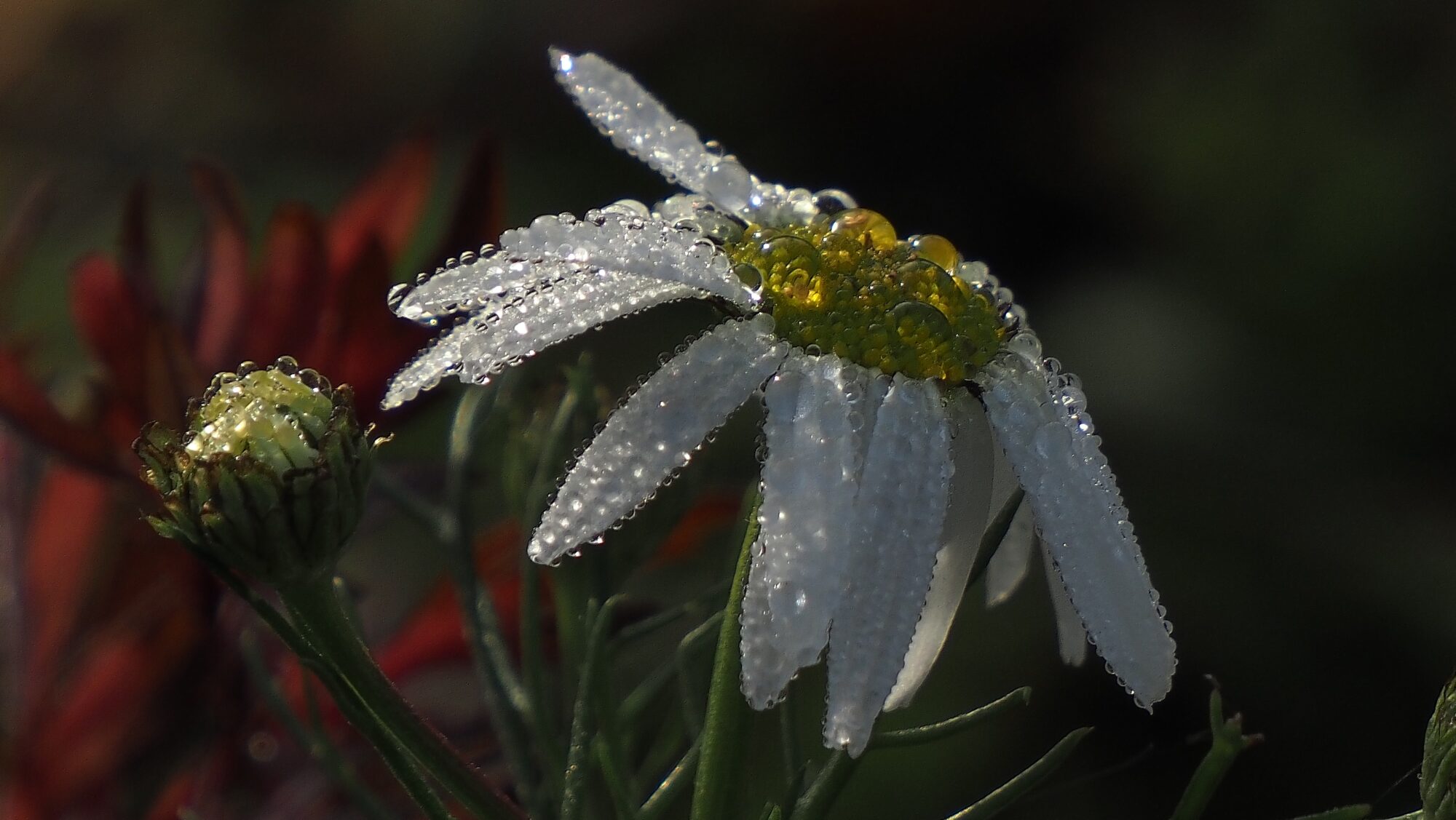 Valokuvaaja: Arja Valtonen