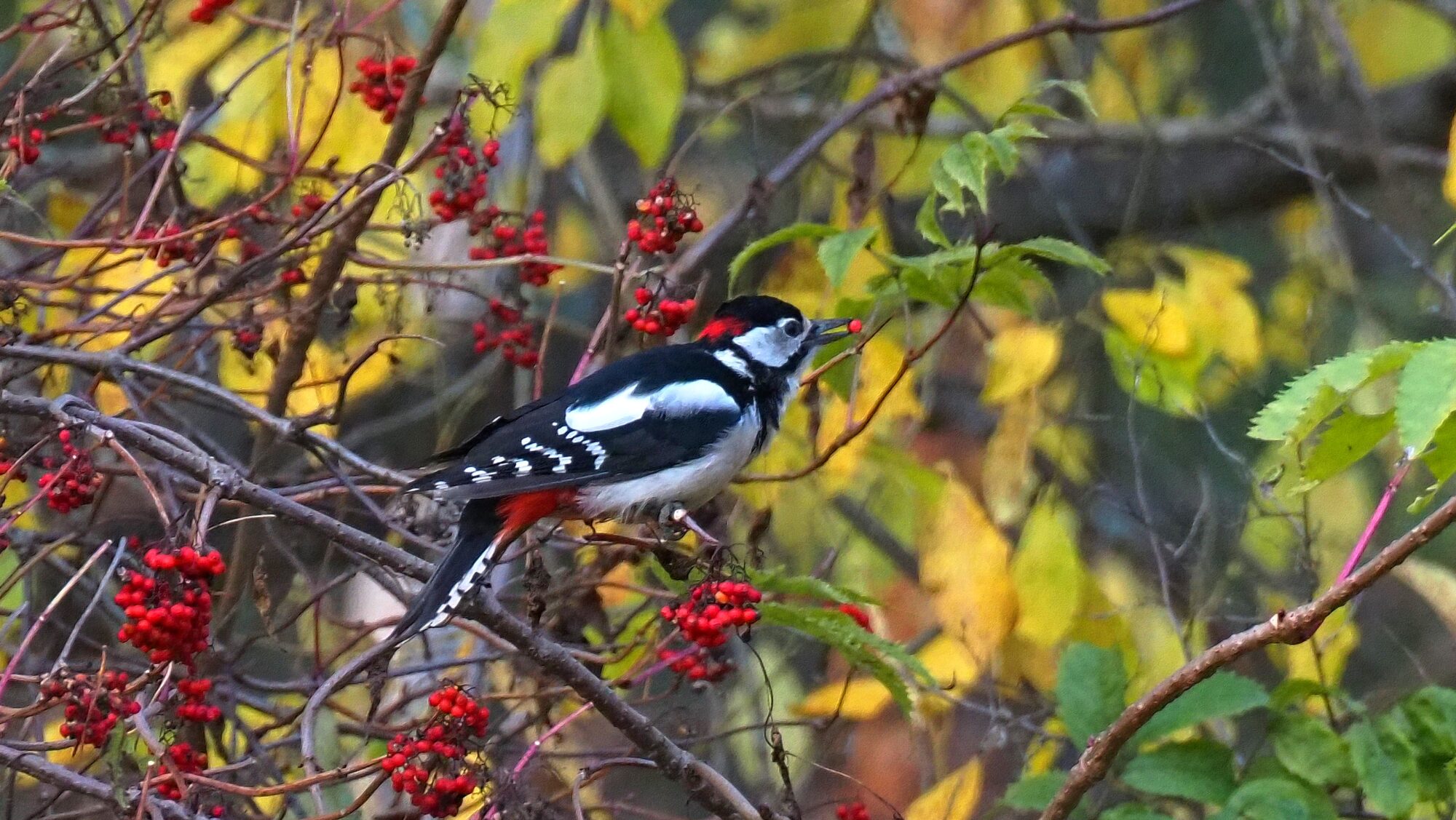Valokuvaaja: Arja Valtonen Valokuvaaja: Arja Valtonen