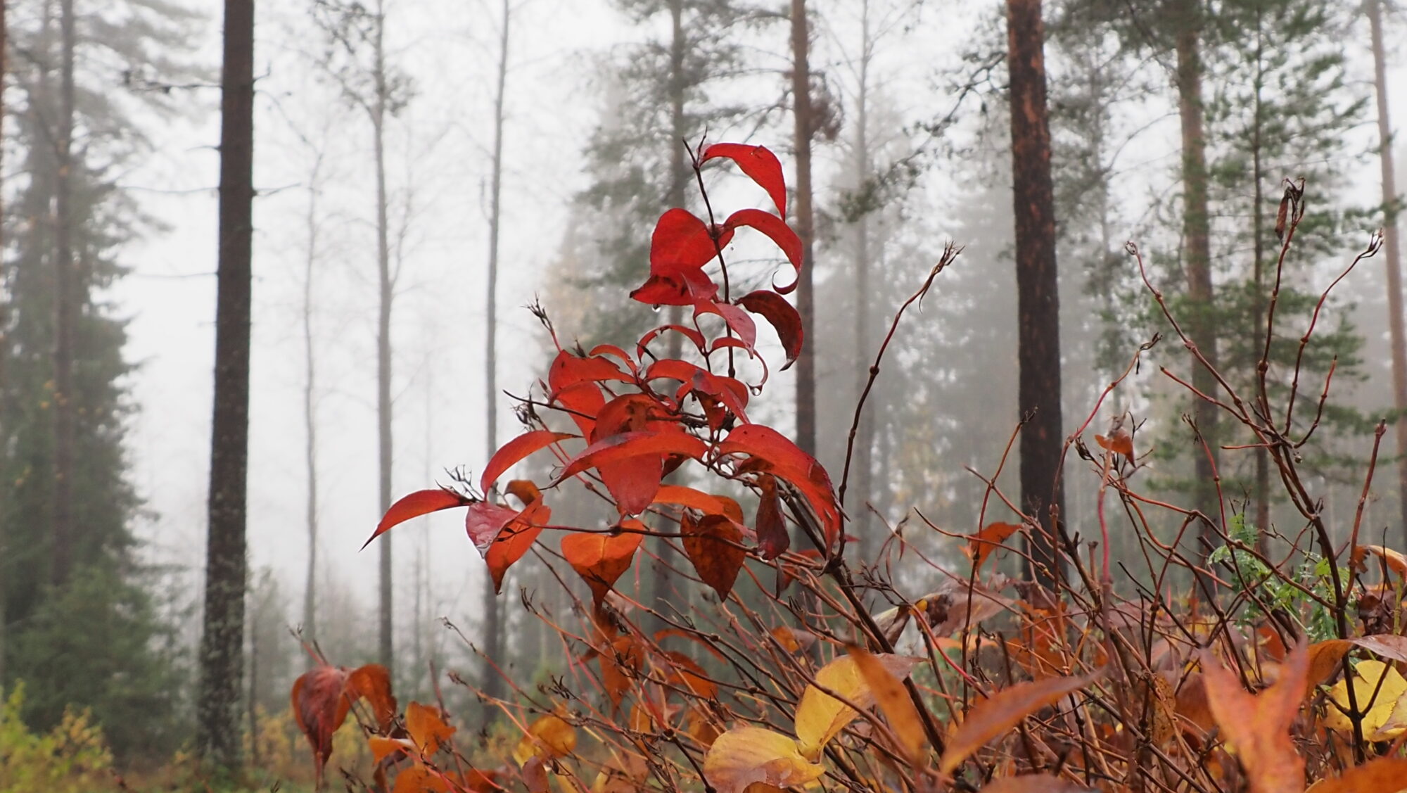 Valokuvaaja: Arja Valtonen