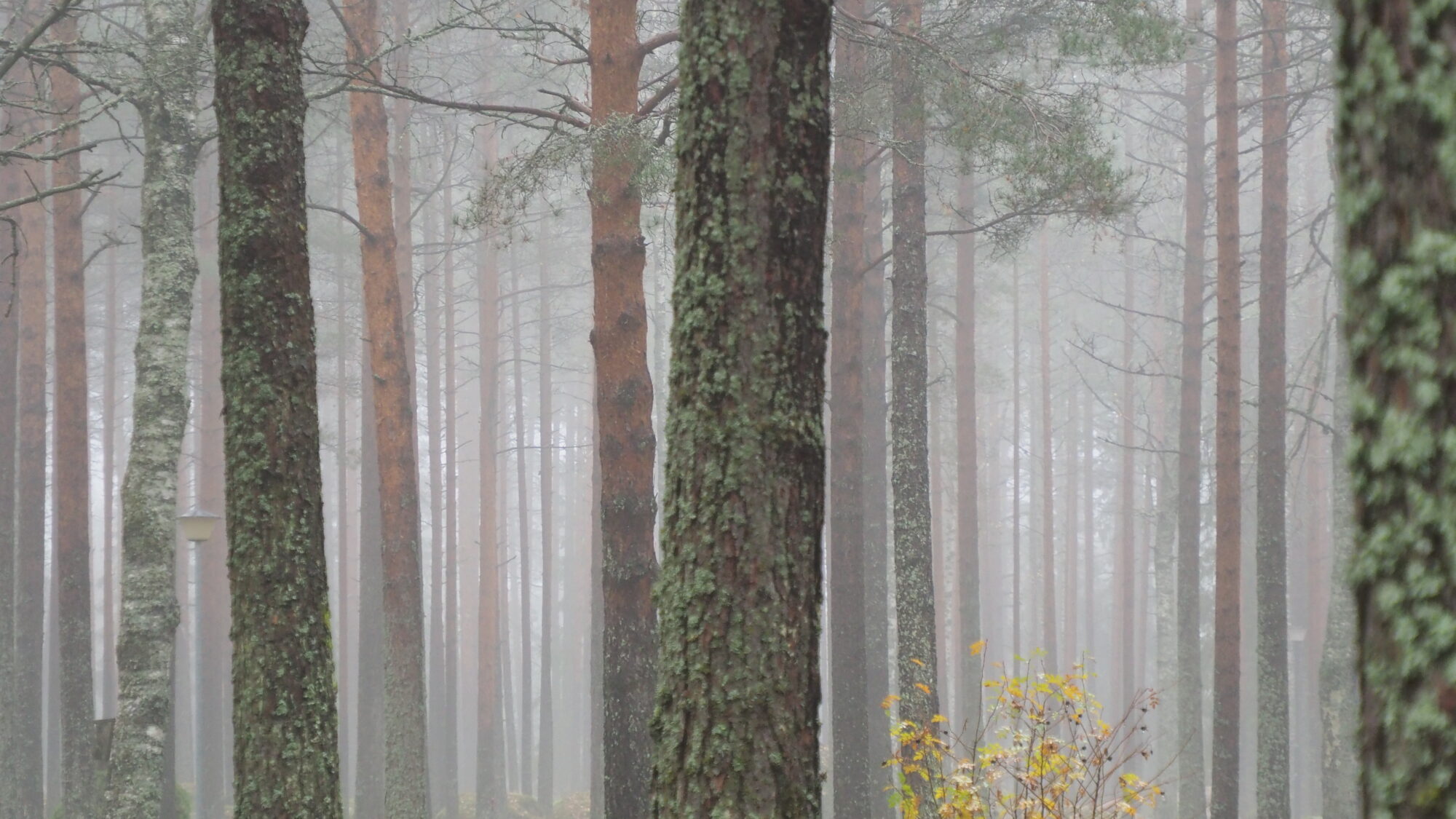 Valokuvaaja: Martti Valtonen