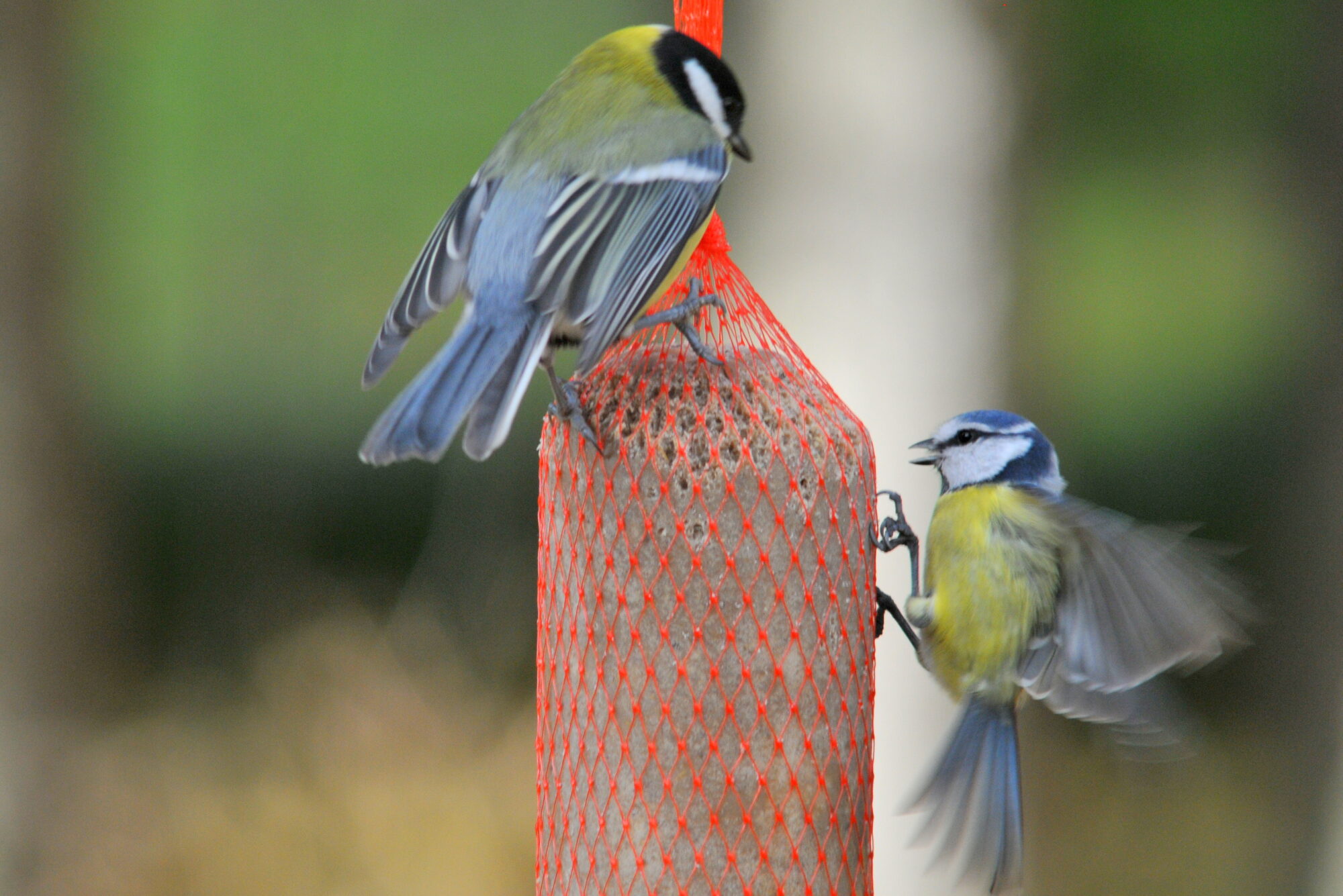 Valokuvaaja: Kaarlo Asikainen