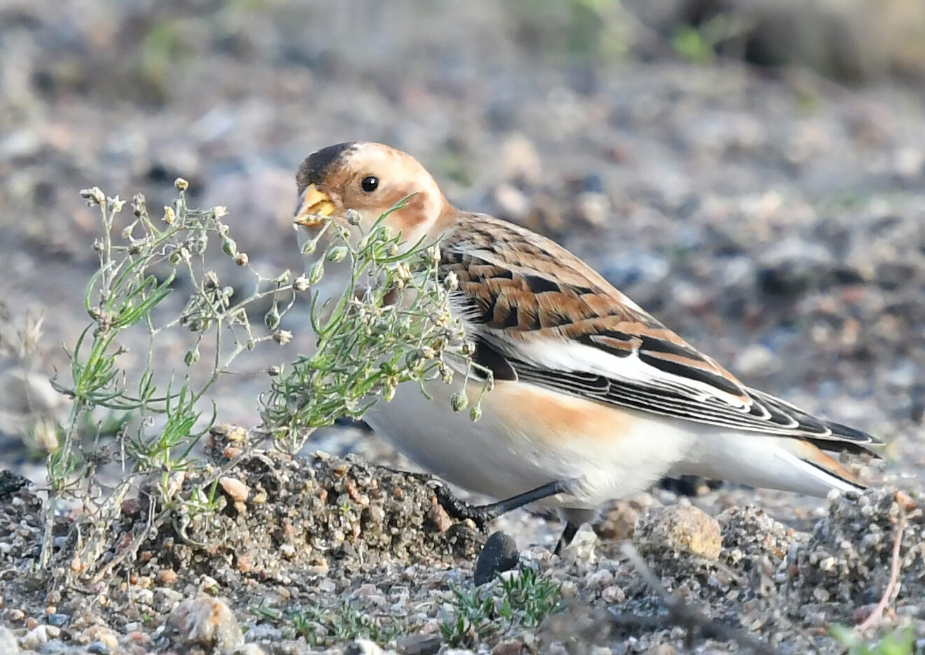 Valokuvaaja: Matti Manninen