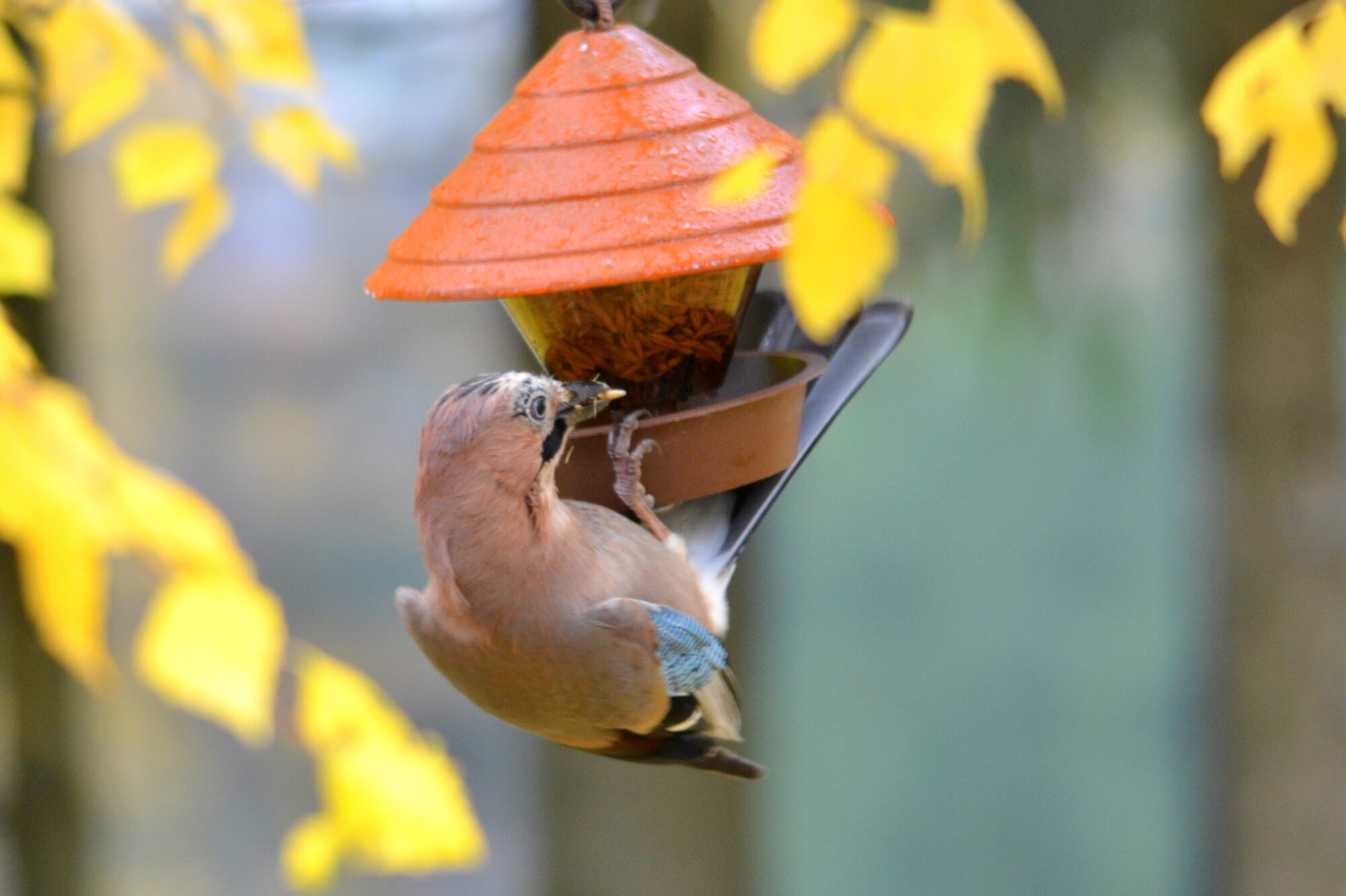 Valokuvaaja: Kaarlo Asikainen