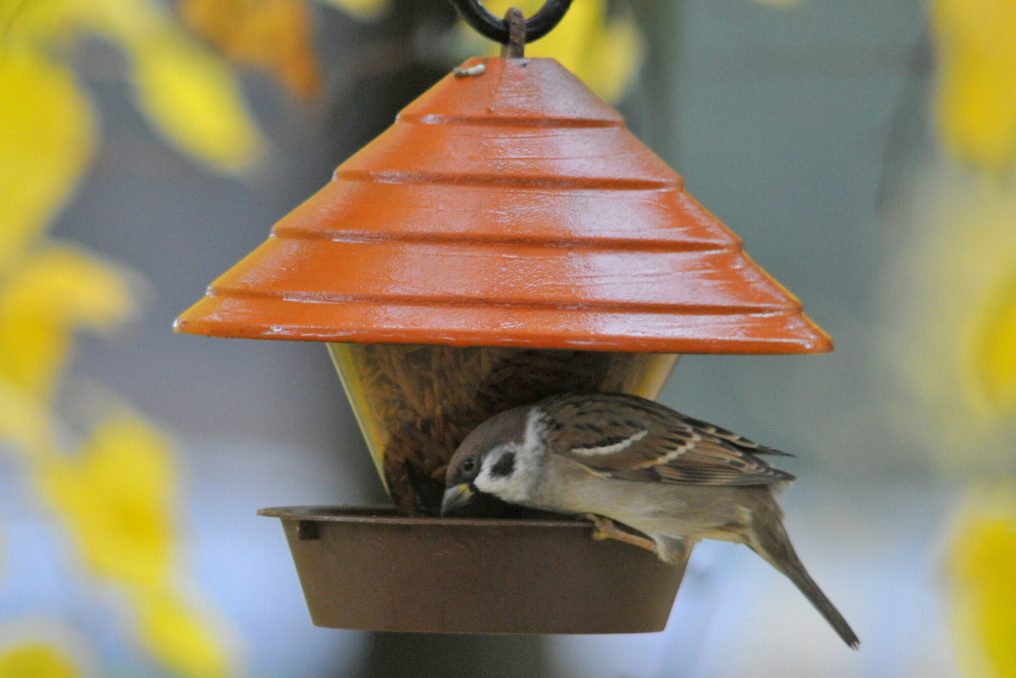 Valokuvaaja: Kaarlo Asikainen