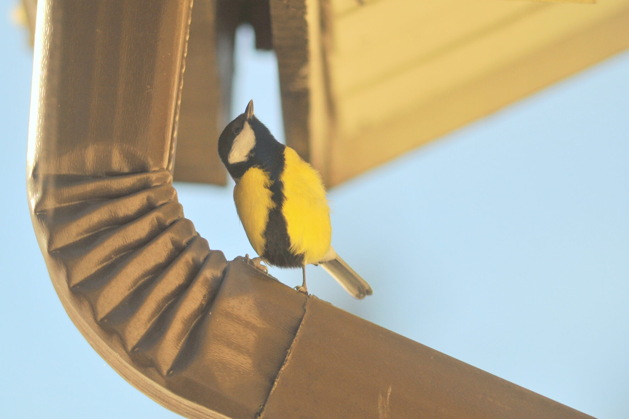 Valokuvaaja: Kaarlo Asikainen