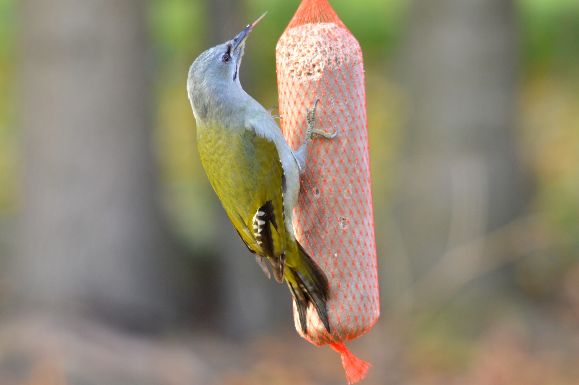 Valokuvaaja: Kaarlo Asikainen