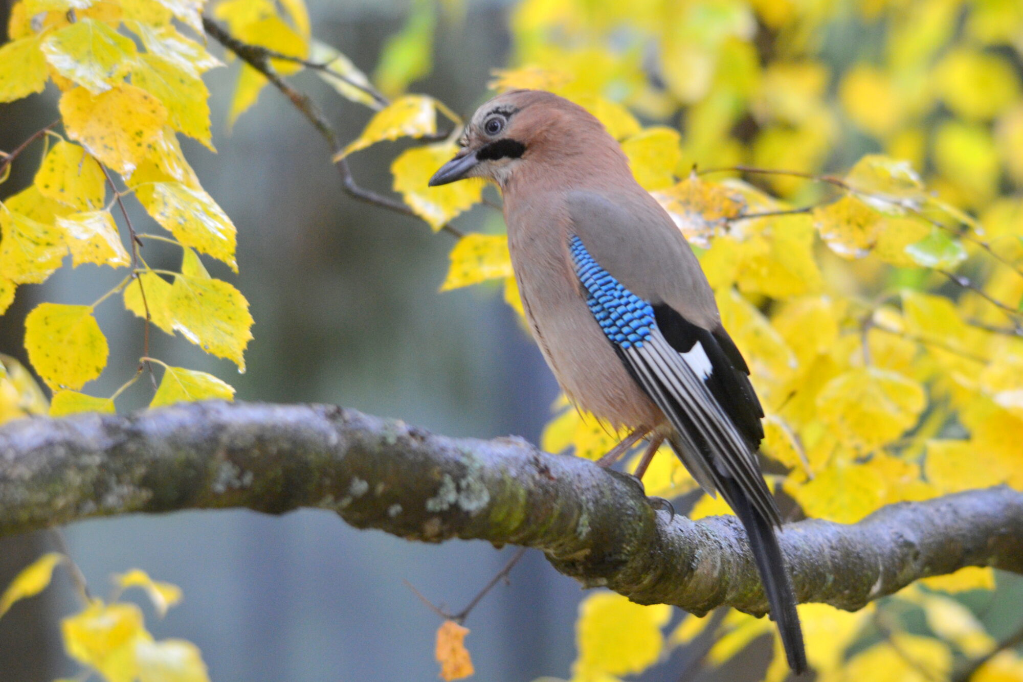 Valokuvaaja: Kaarlo Asikainen