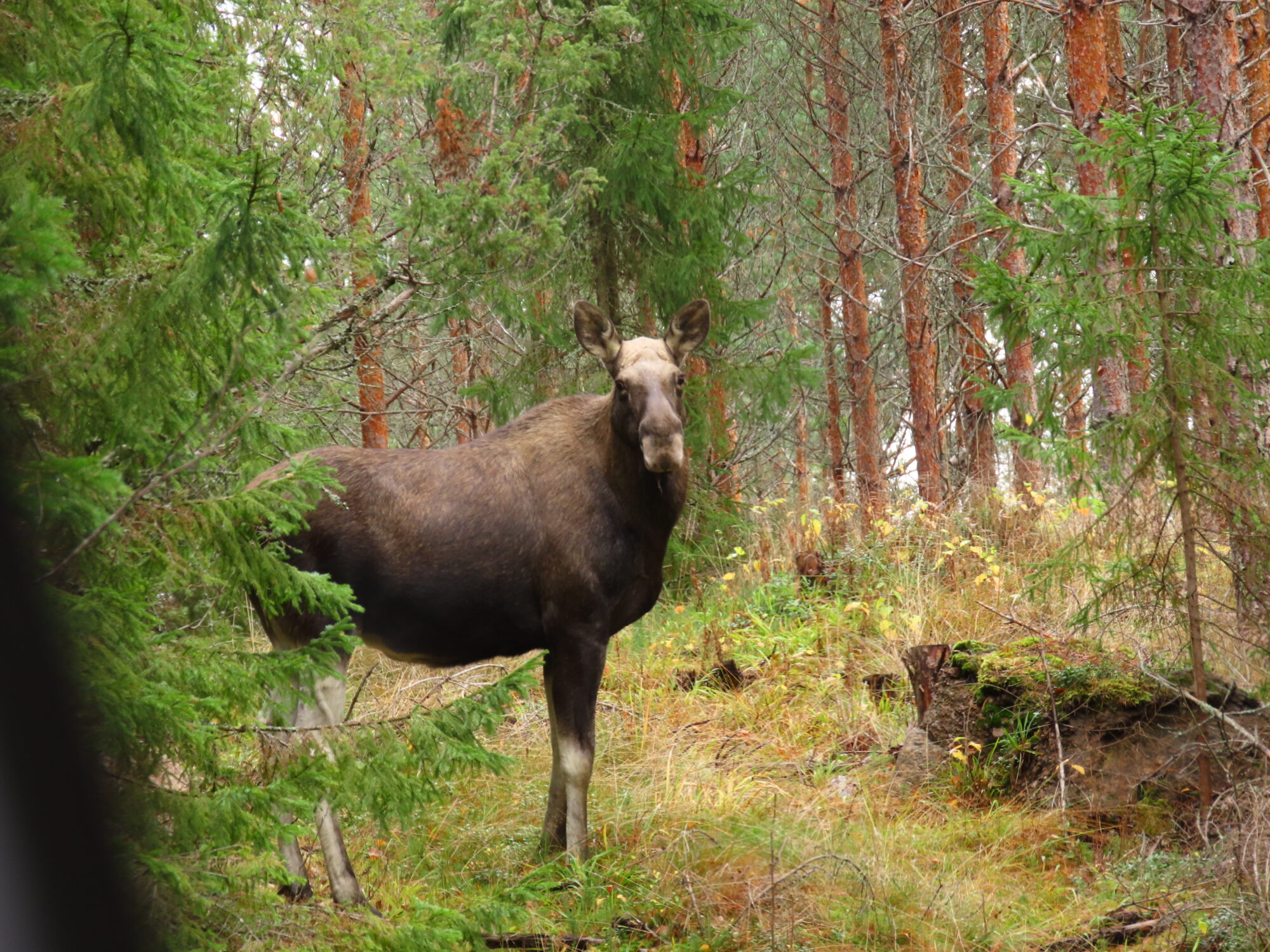 Valokuvaaja: Mirja Suoknuuti