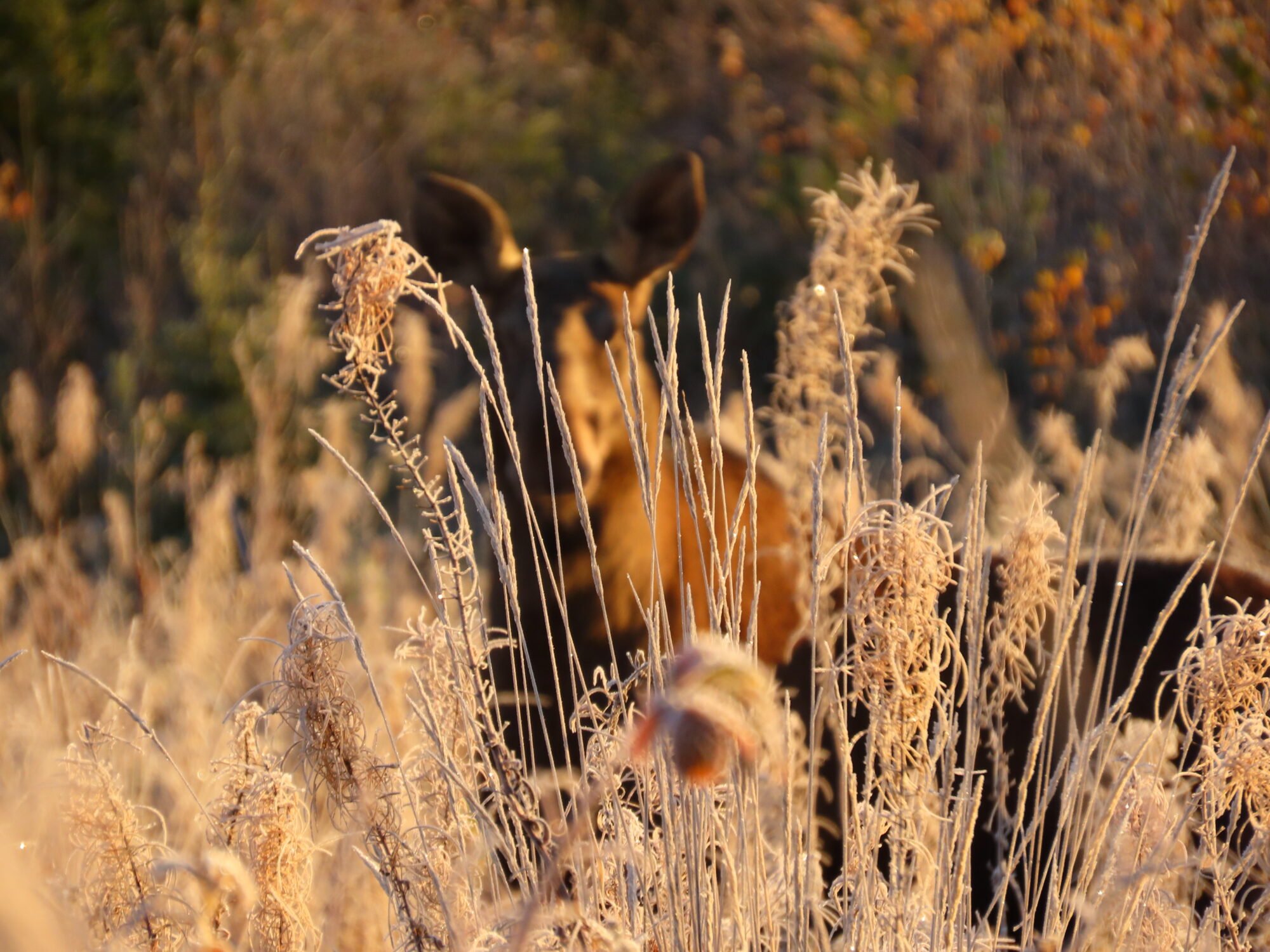 Valokuvaaja: Mirja Suoknuuti