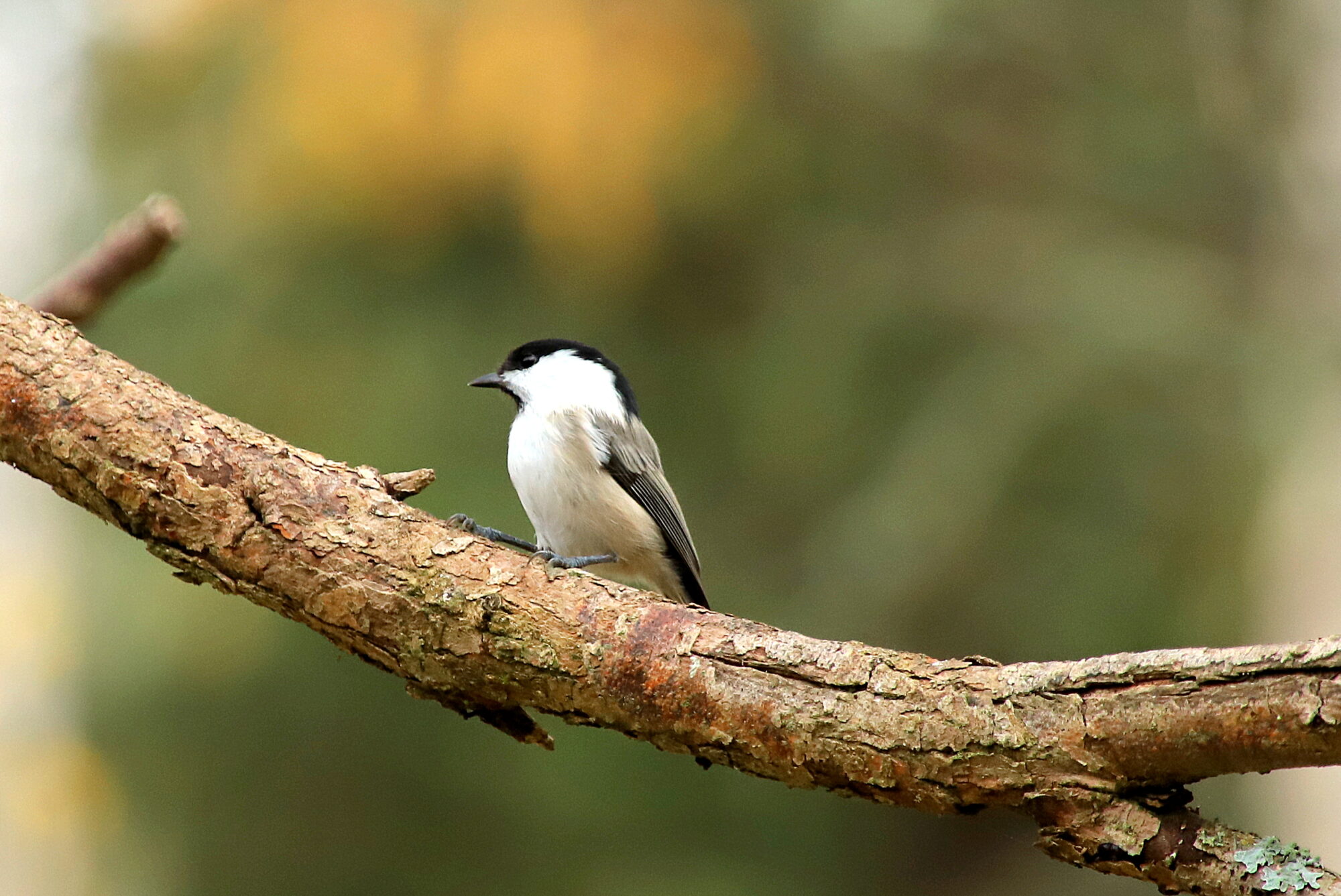 Valokuvaaja: sirpa Jyske
