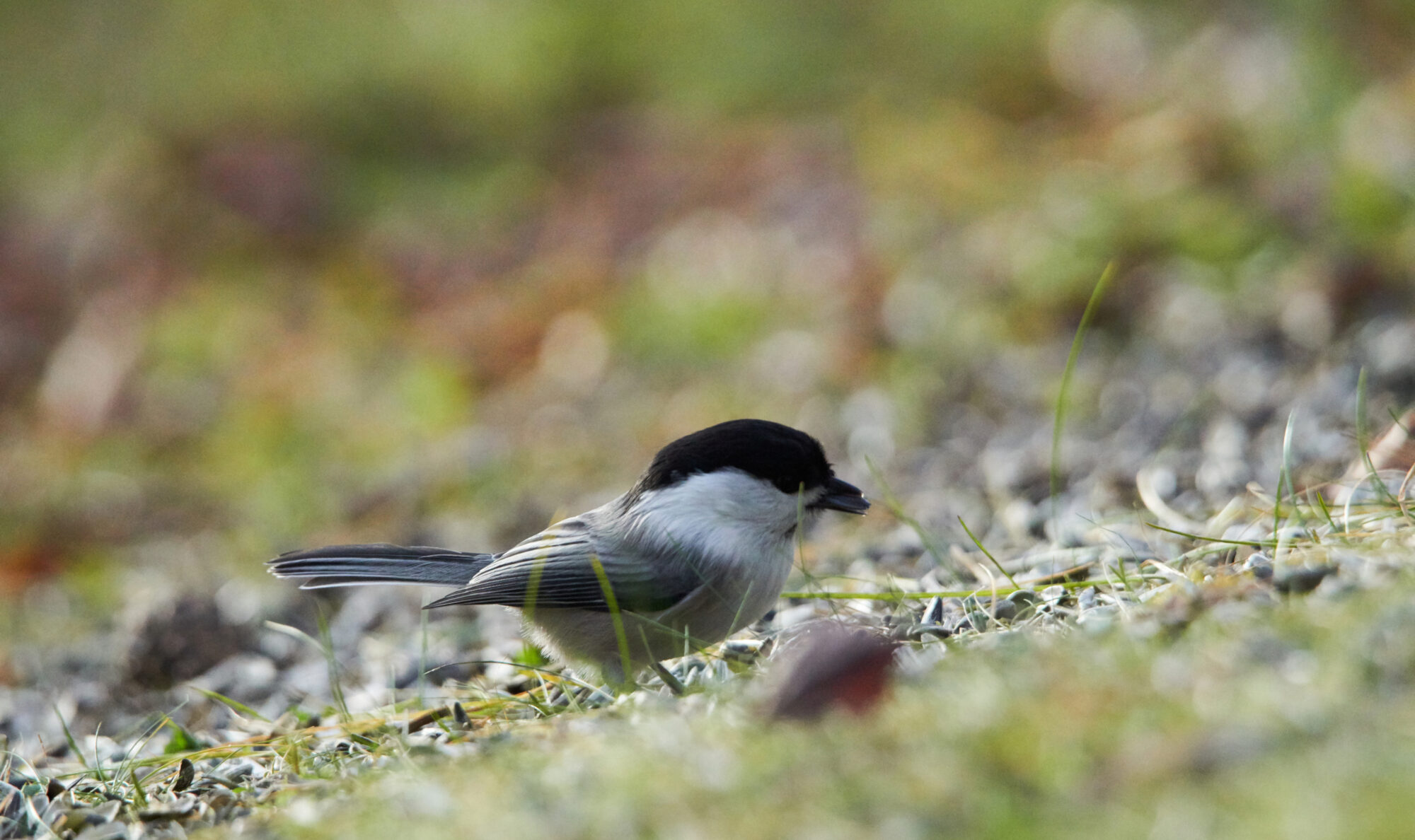 Valokuvaaja: Tarja Kouvo
