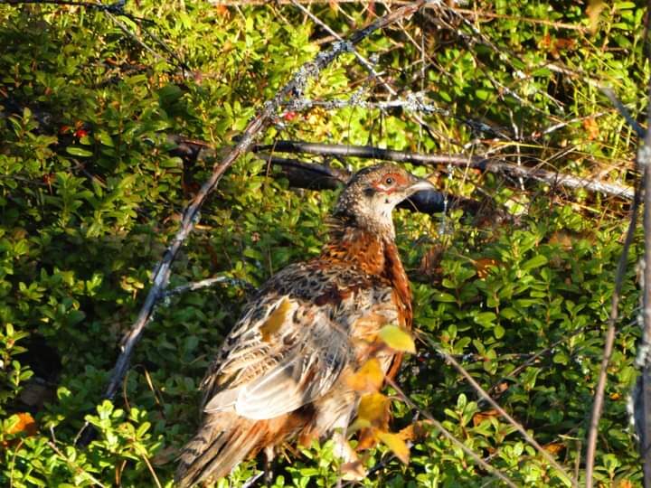 Valokuvaaja: Jaana Yli-Jaskara