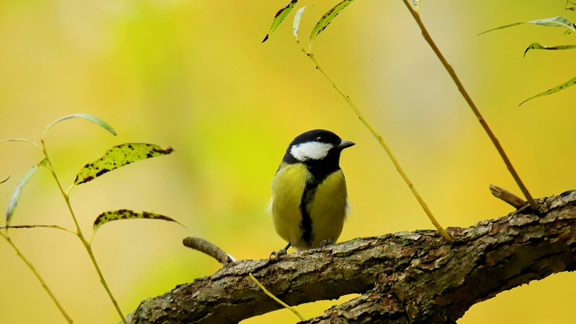 Valokuvaaja: sirpa Jyske