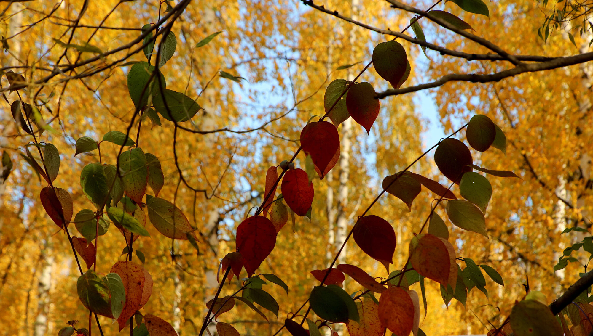 Valokuvaaja: sirpa Jyske