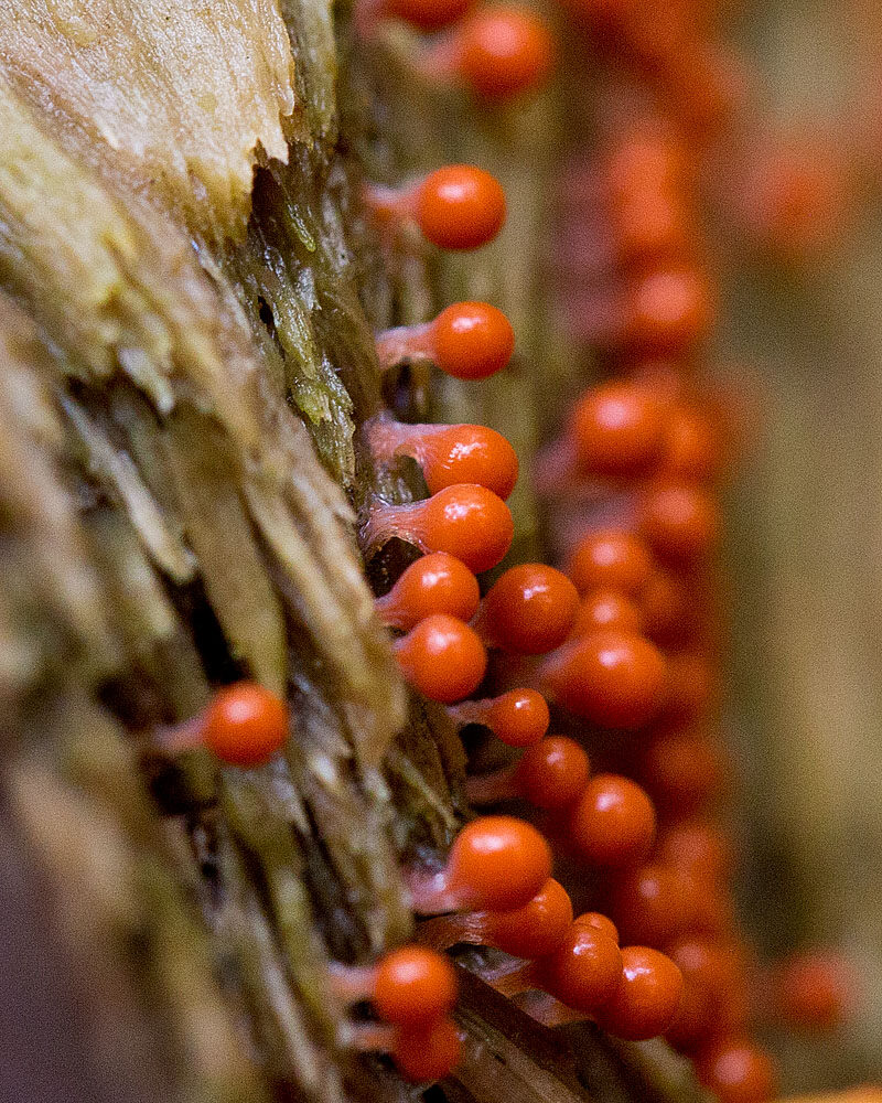 Valokuvaaja: Aarre Leskinen