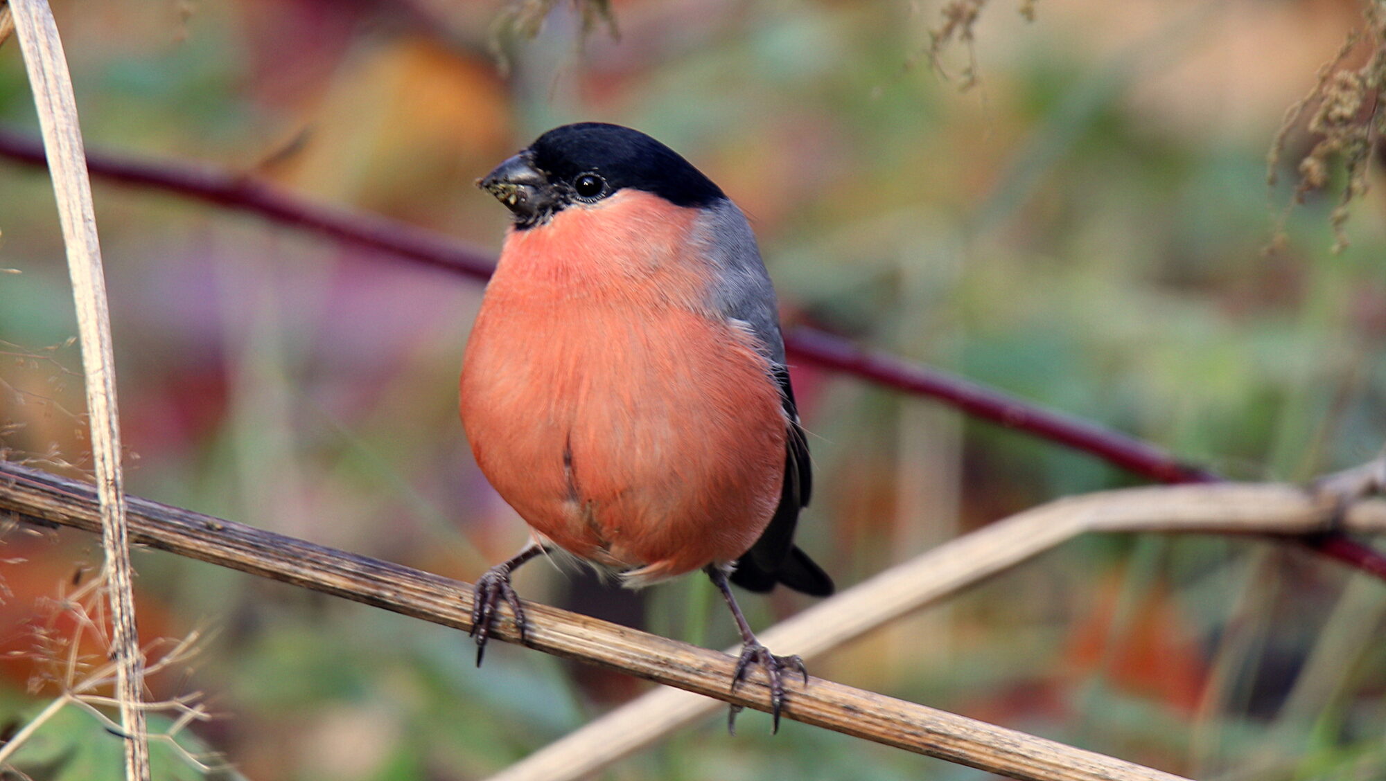Valokuvaaja: sirpa Jyske