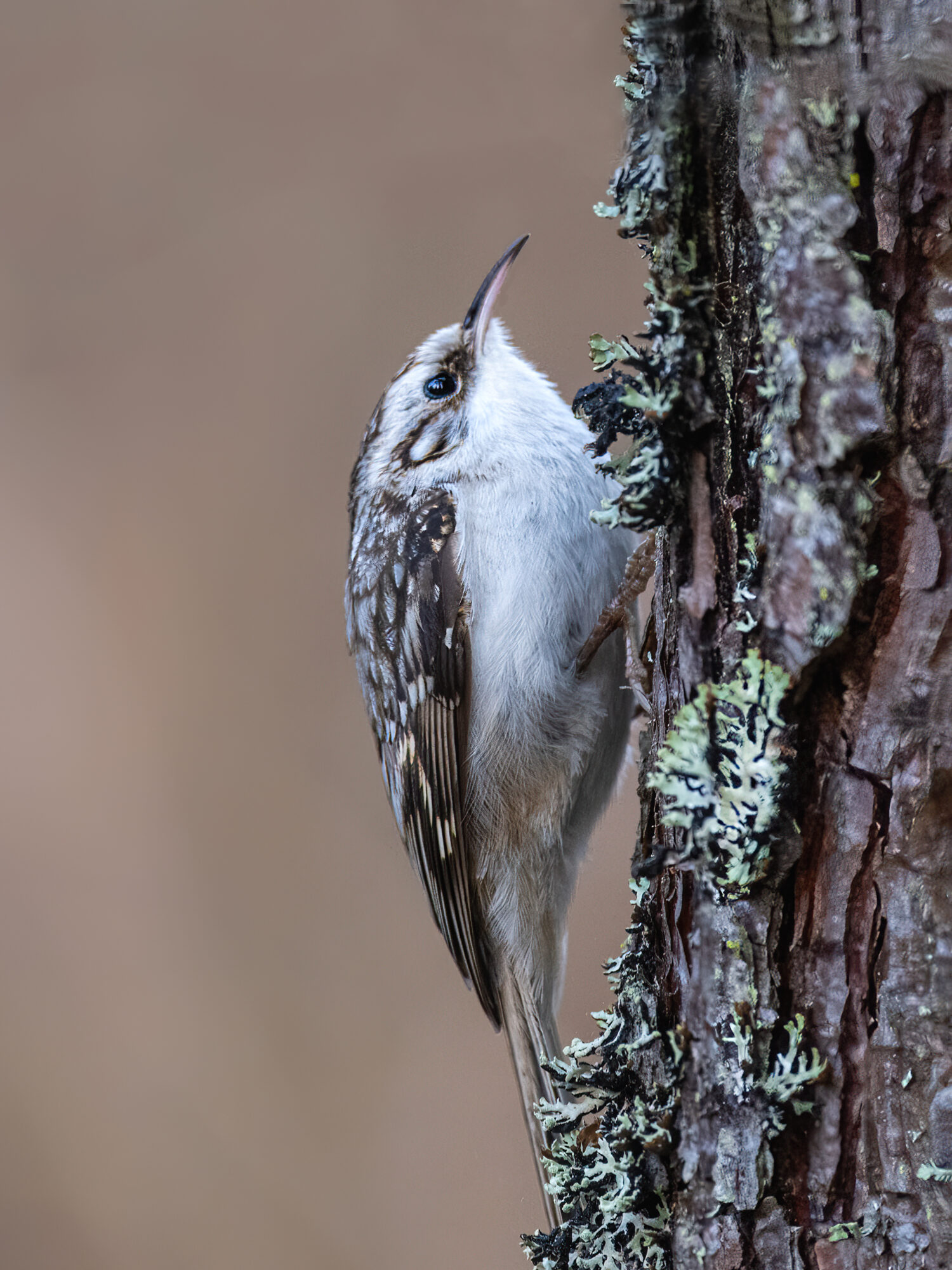 Valokuvaaja: Risto Lavi