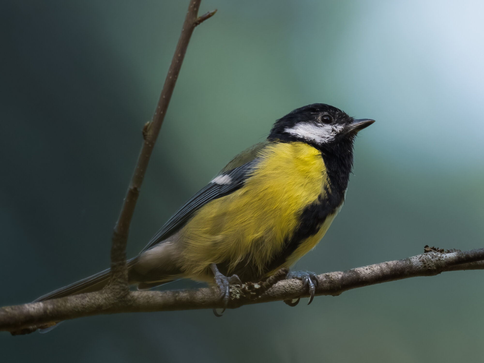 Valokuvaaja: Risto Lavi