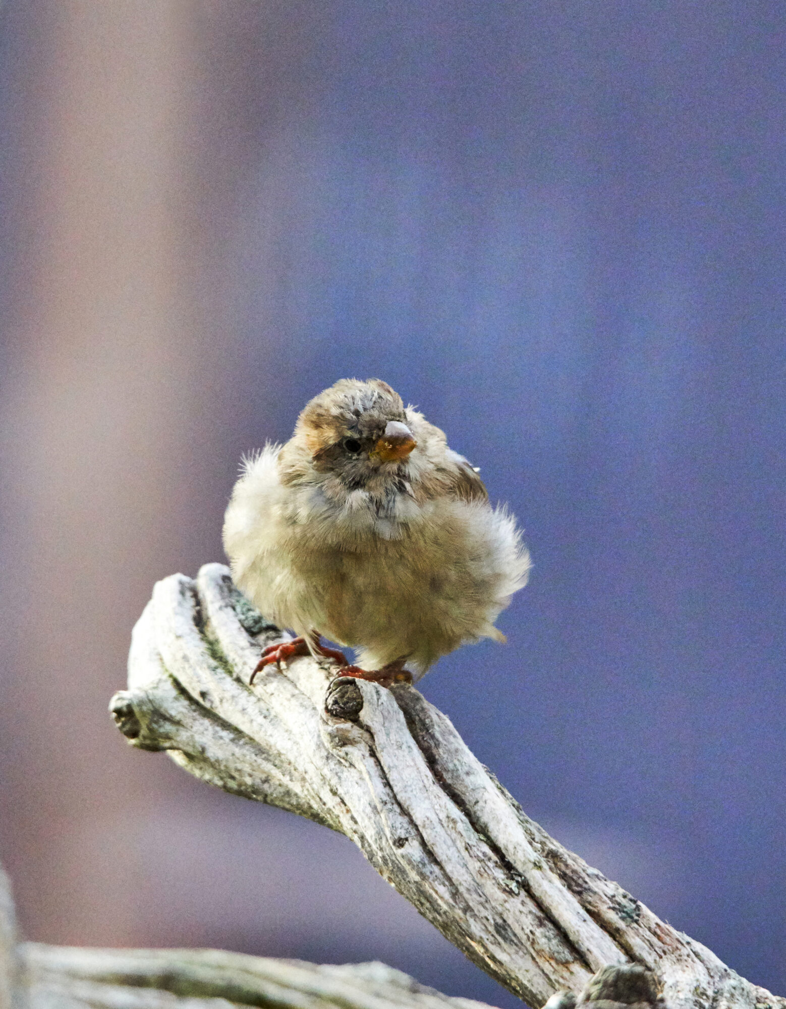 Valokuvaaja: Tarja Kouvo Valokuvaaja: Tarja Kouvo