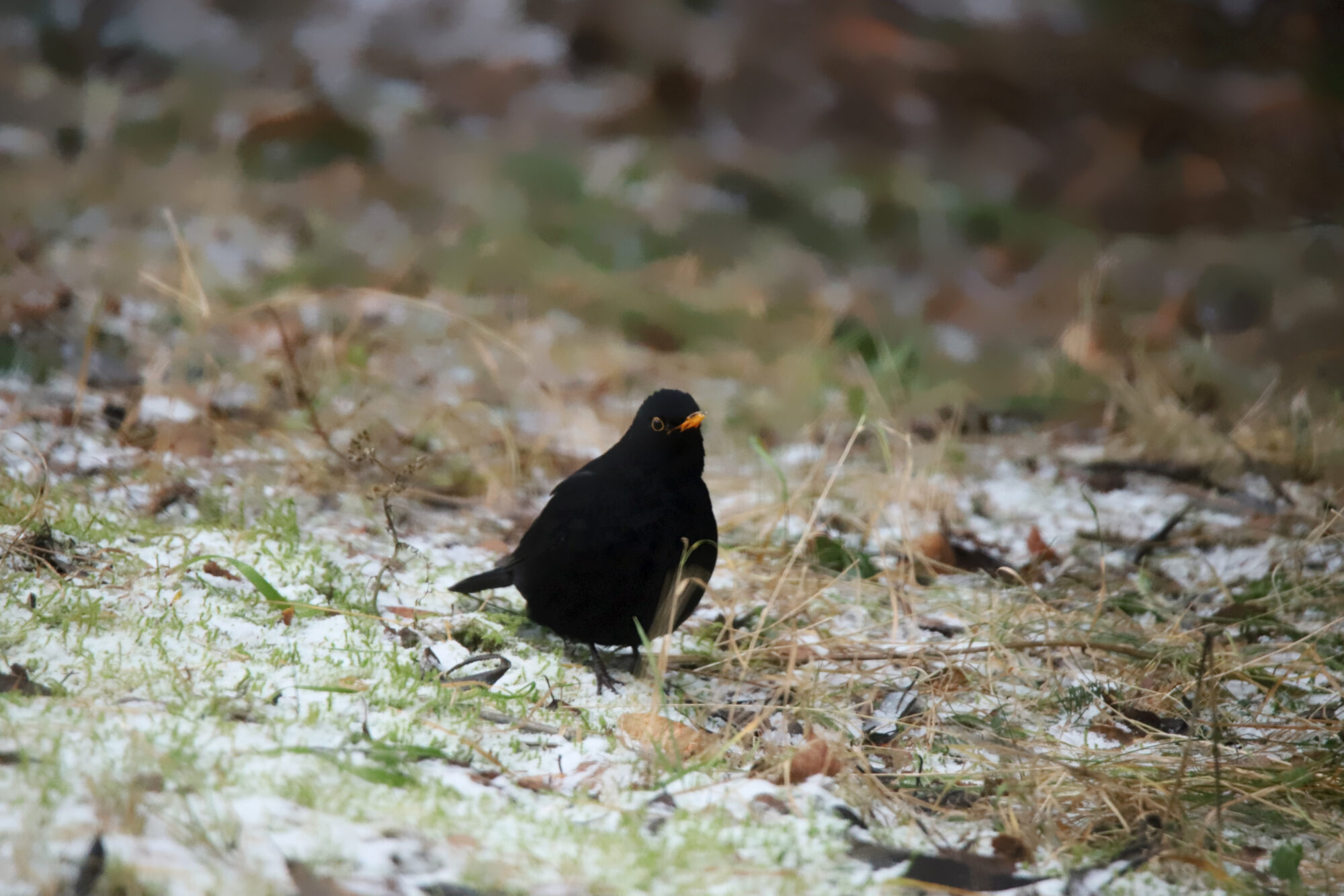 Valokuvaaja: sirpa Jyske