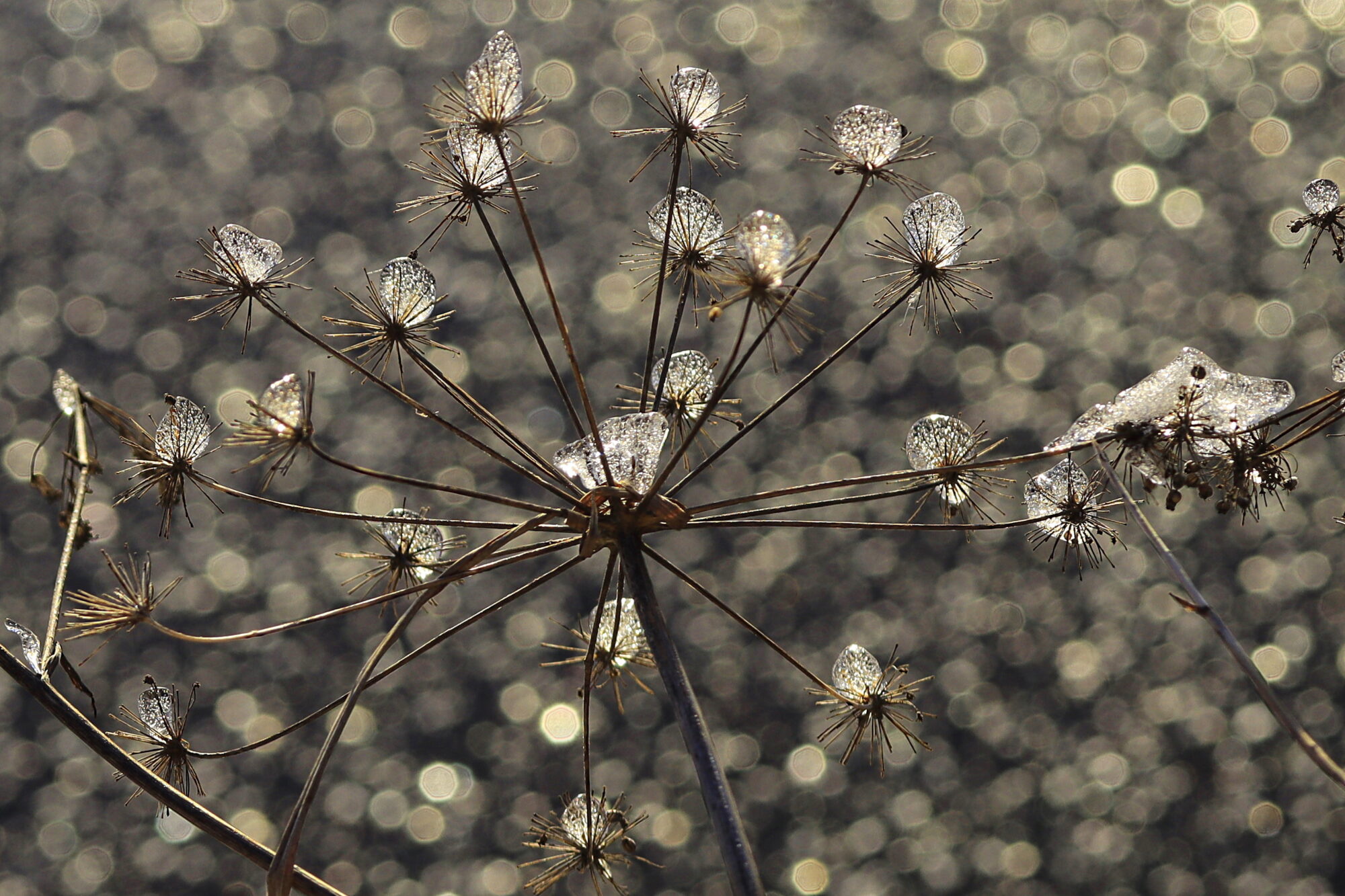 Valokuvaaja: Ritva Nieminen