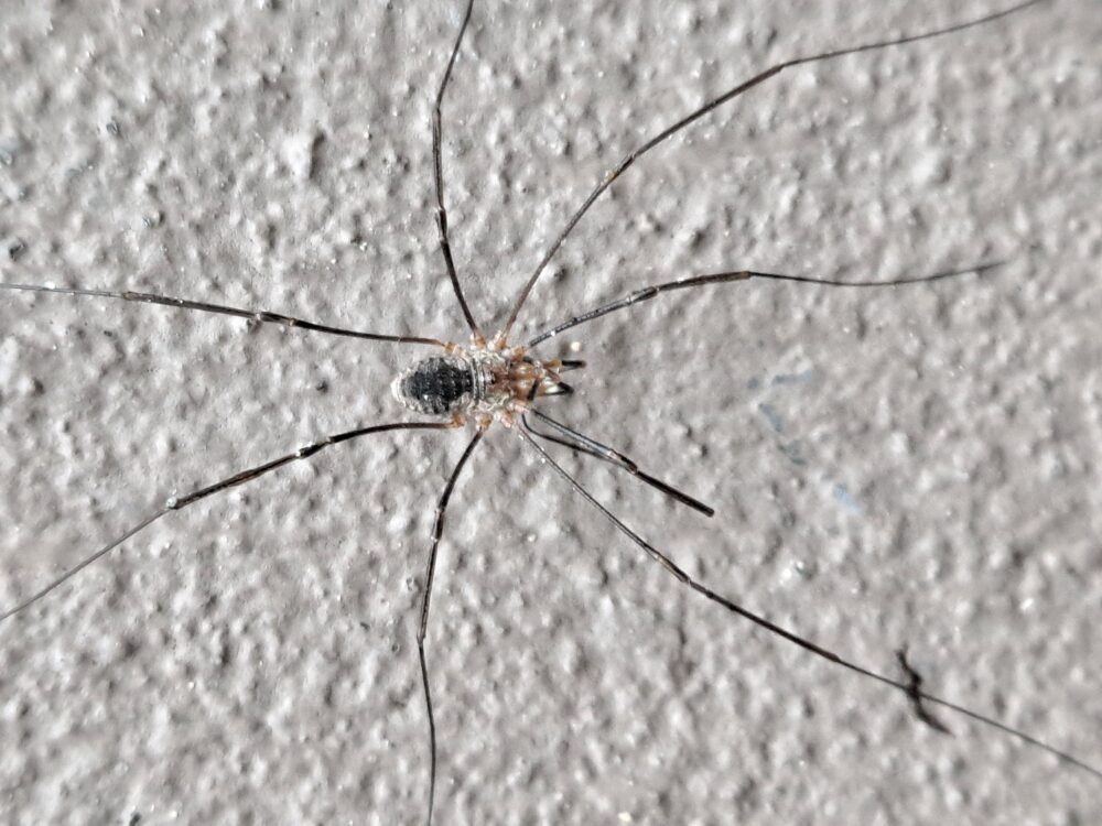 online casino ireland