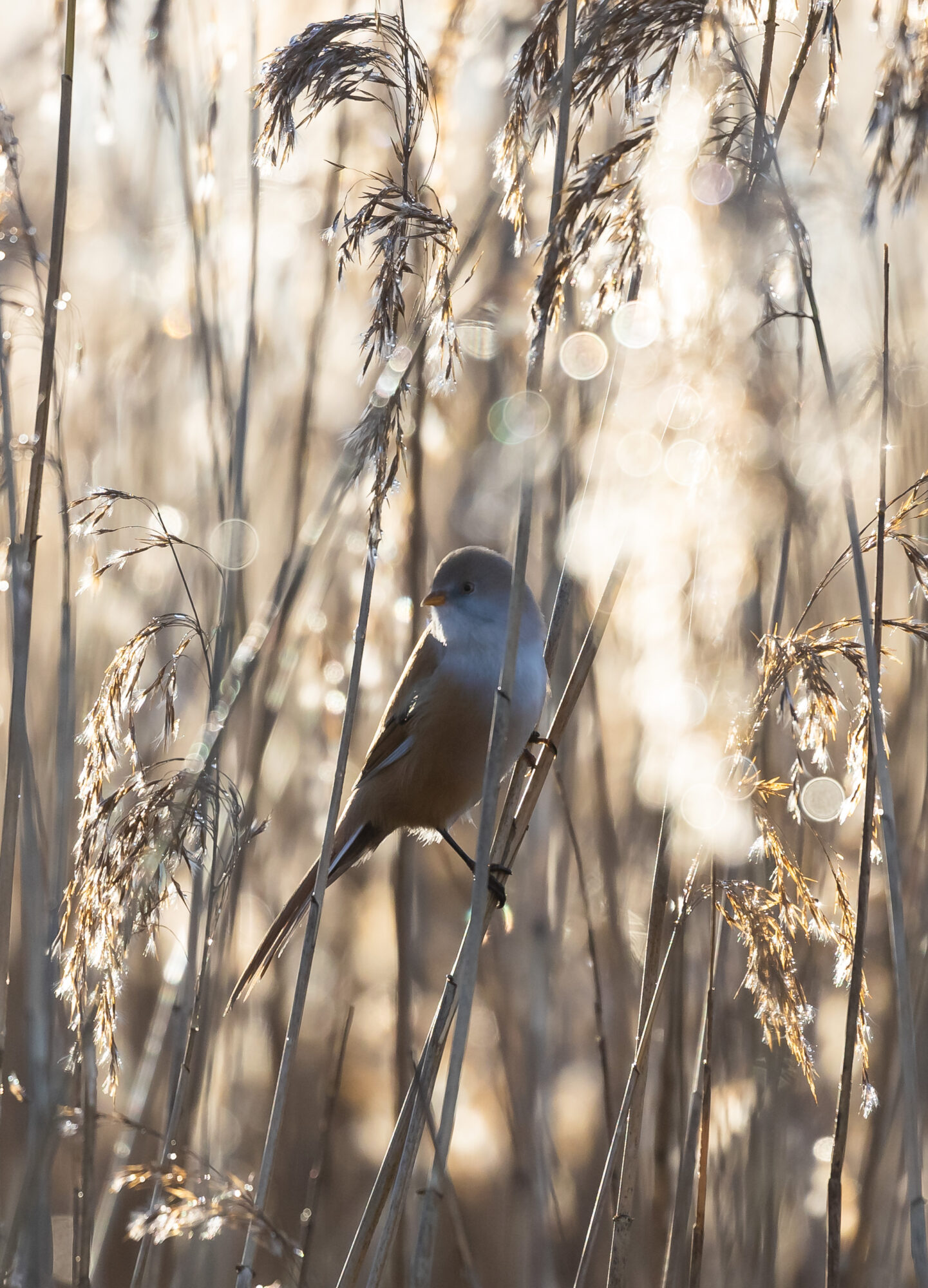 Valokuvaaja: Anne keskivinkka
