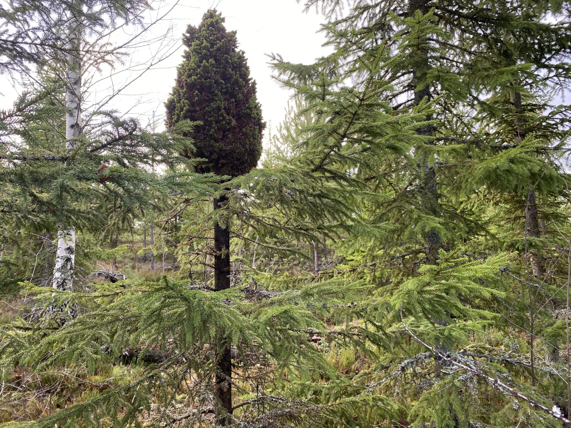 Valokuvaaja: Markku Ranta-Eilola